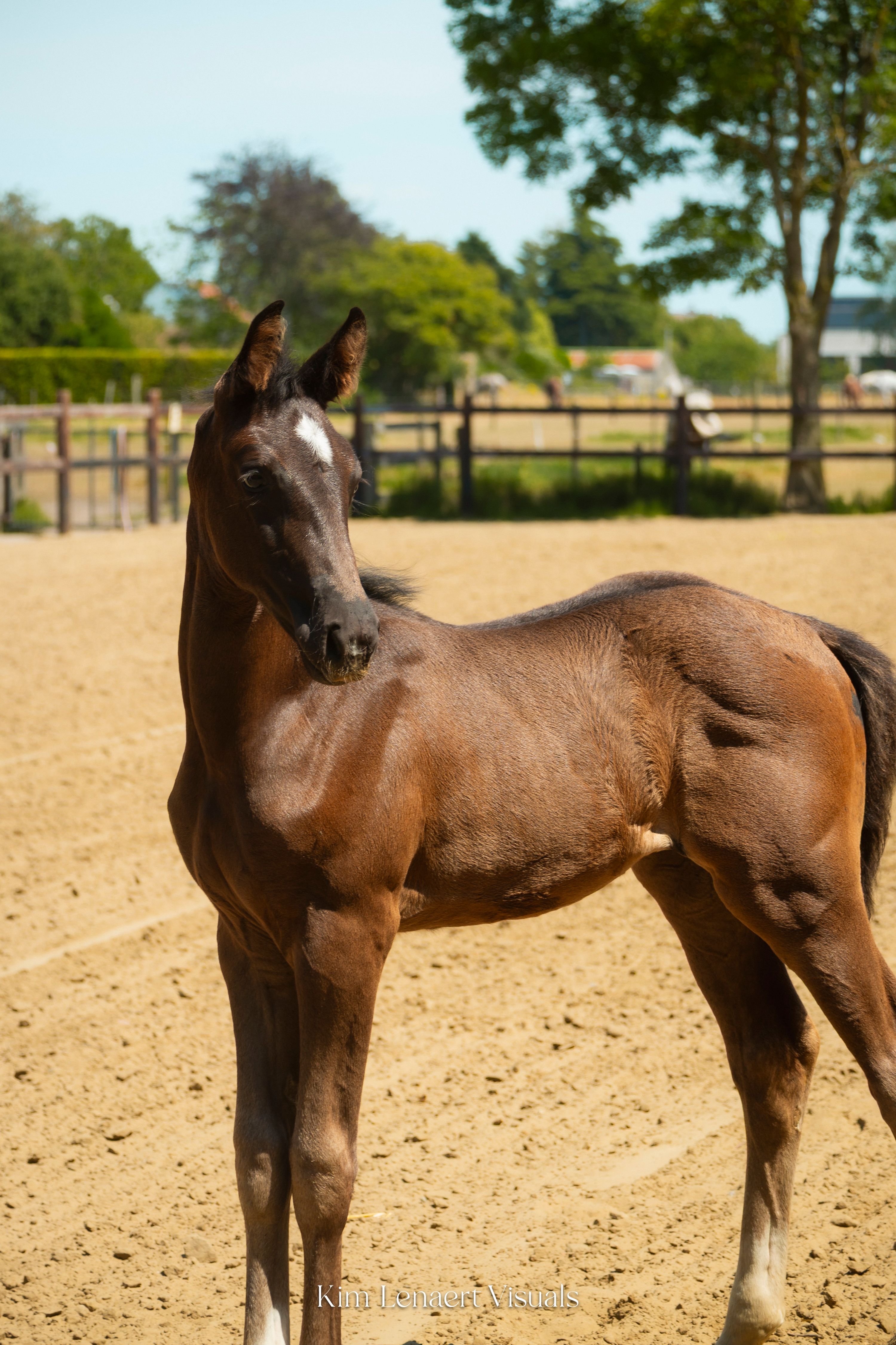 Filly by Expectation PS (Escamillo), yearling stallion by Expectation PS and broodmare by Negro.