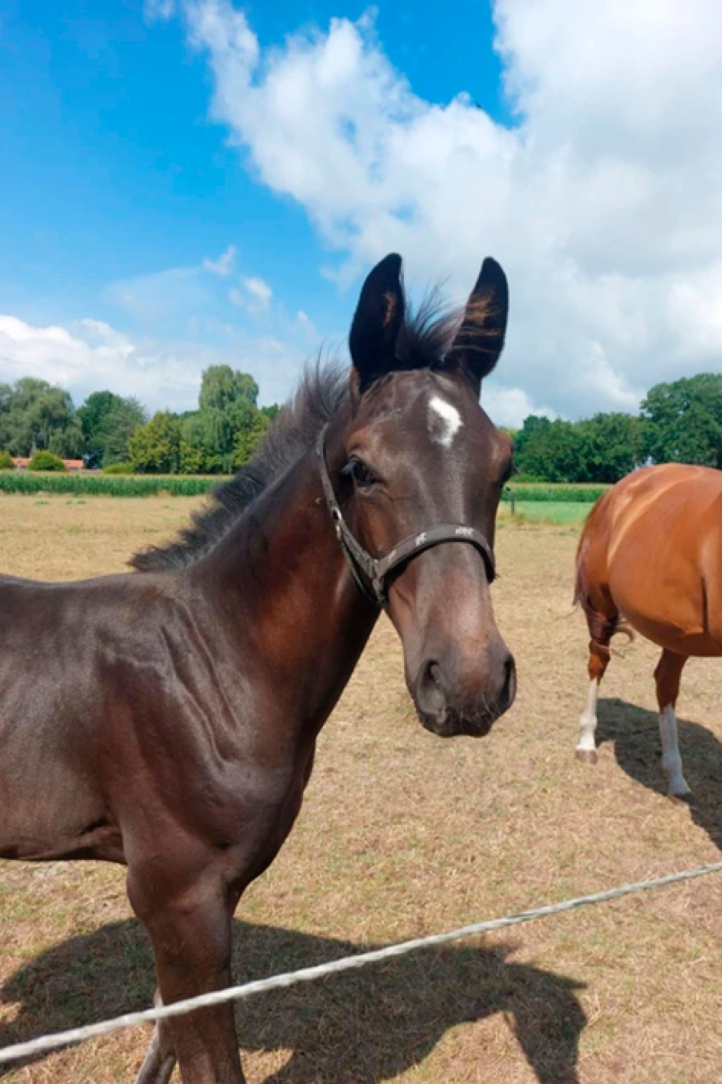 bwp dressuurpaard merrie 0 ans donkerbruin à vendre - Photo 5
