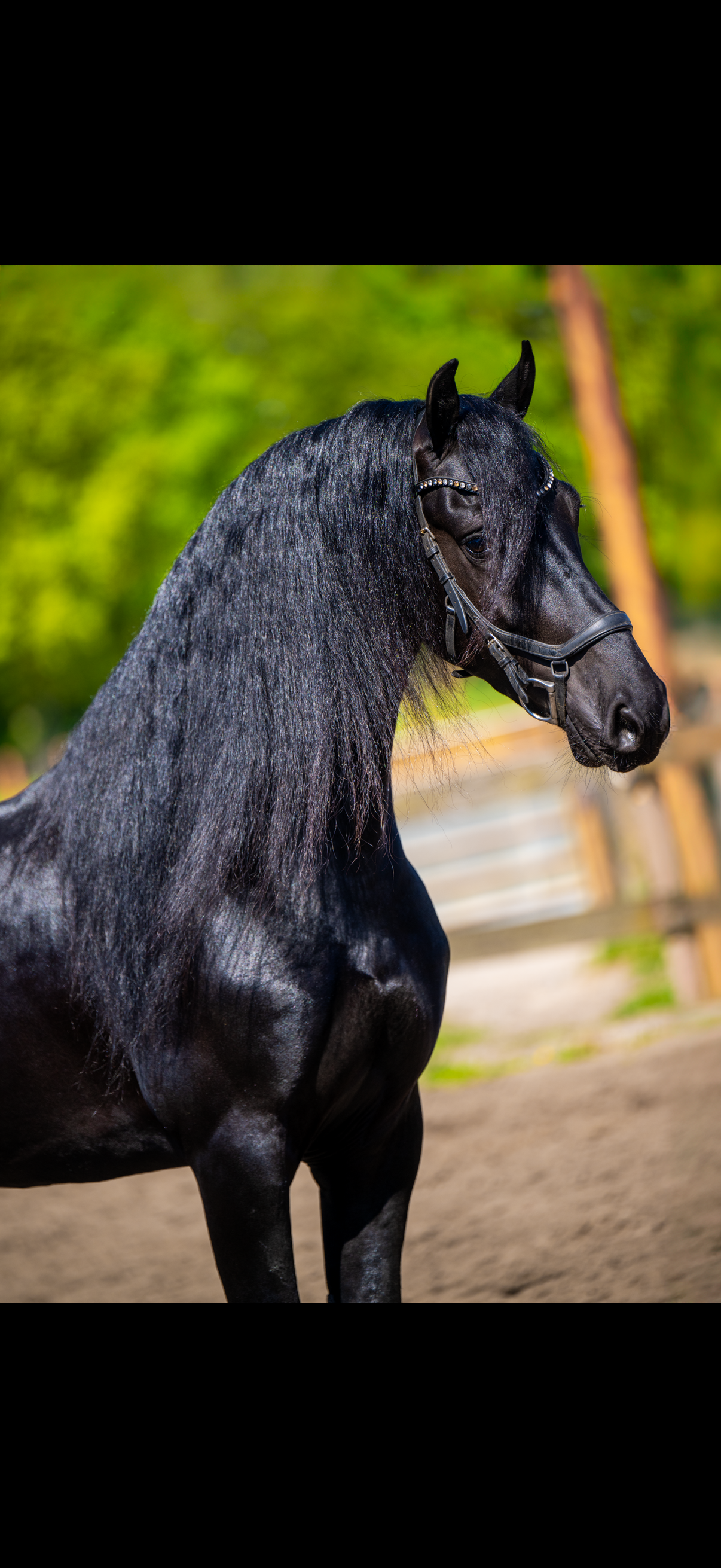 allround-fries hengst 4 years old for sale - Photo 3