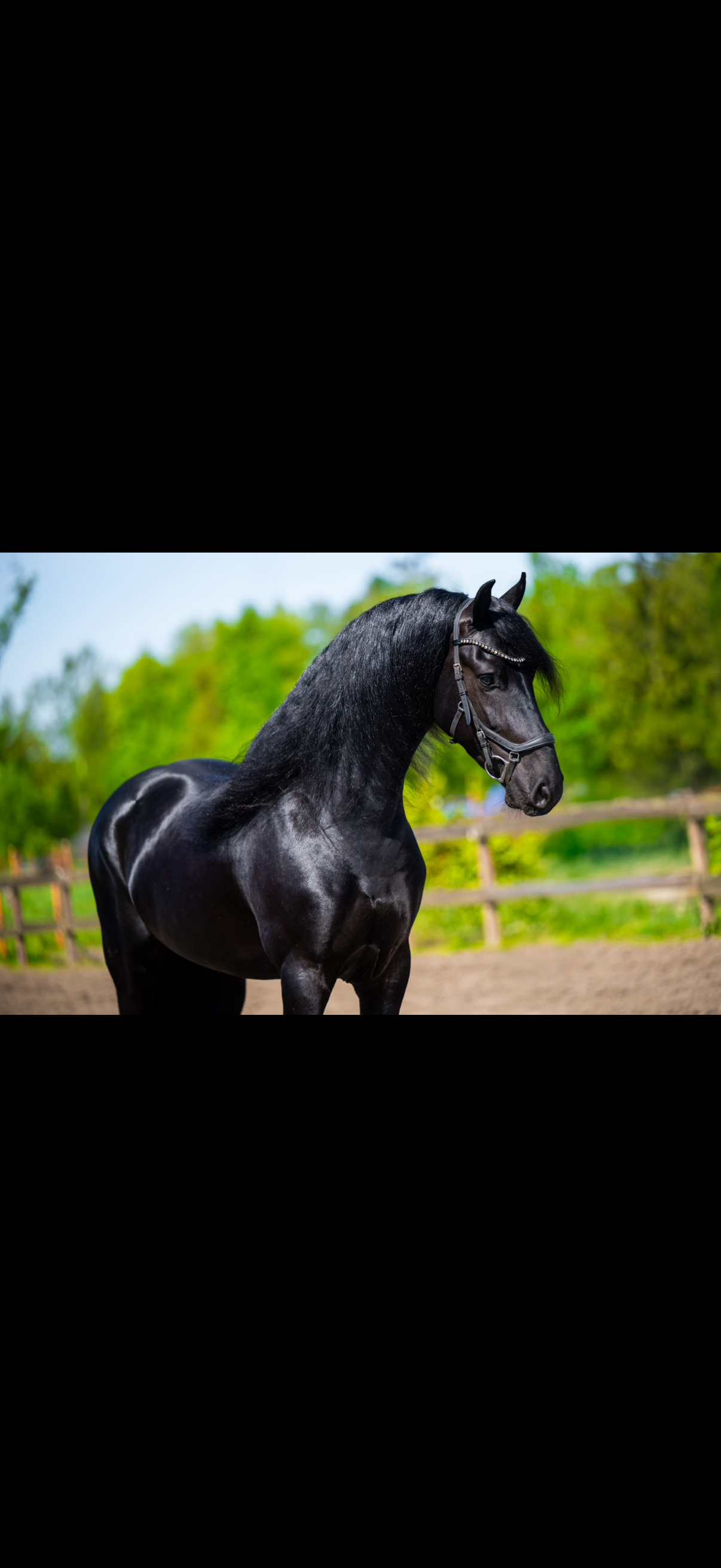 allround-fries hengst 4 years old for sale - Photo 2