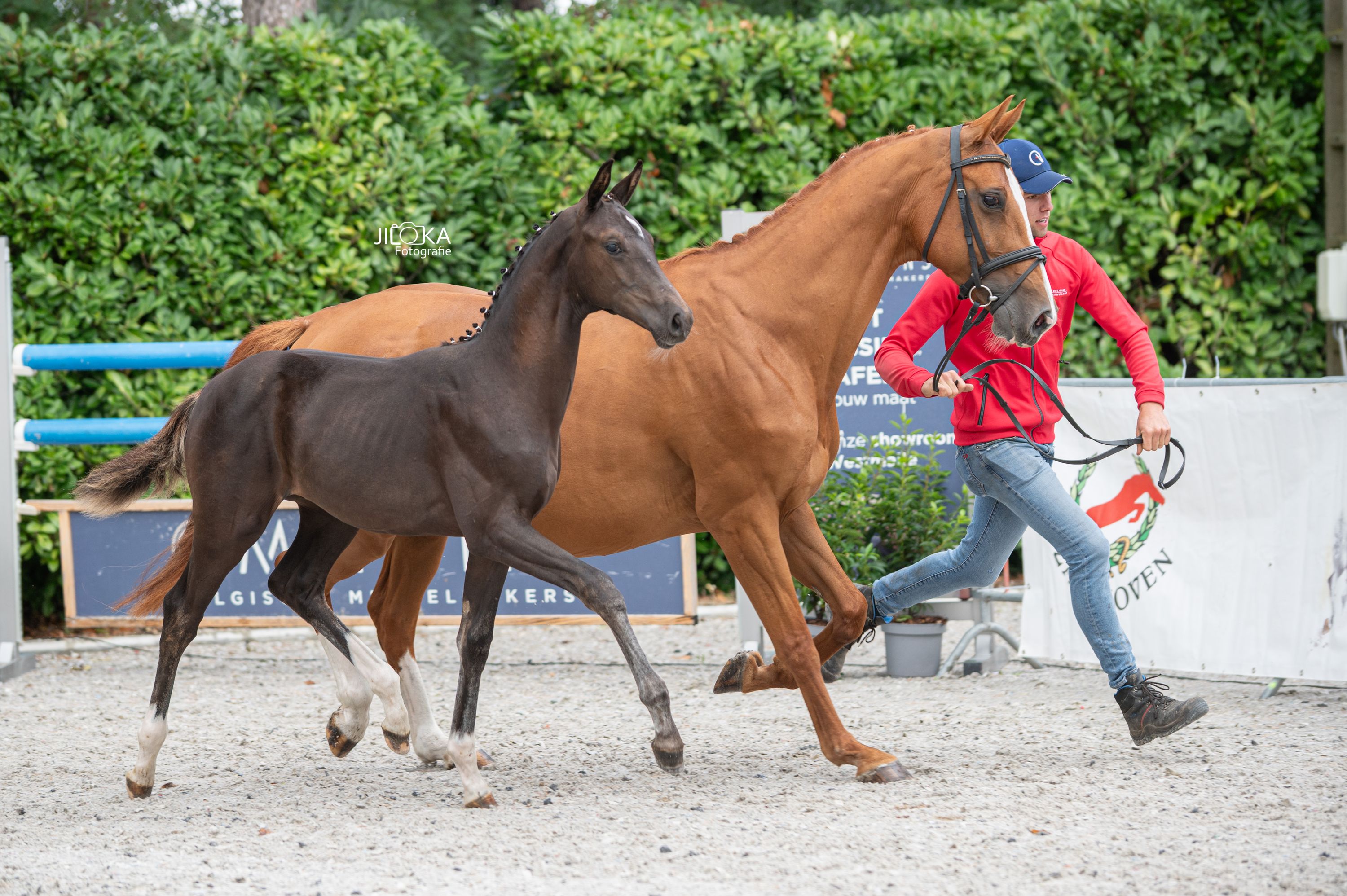 bwp dressuurpaard merrie 0 ans donkerbruin à vendre - Photo 6