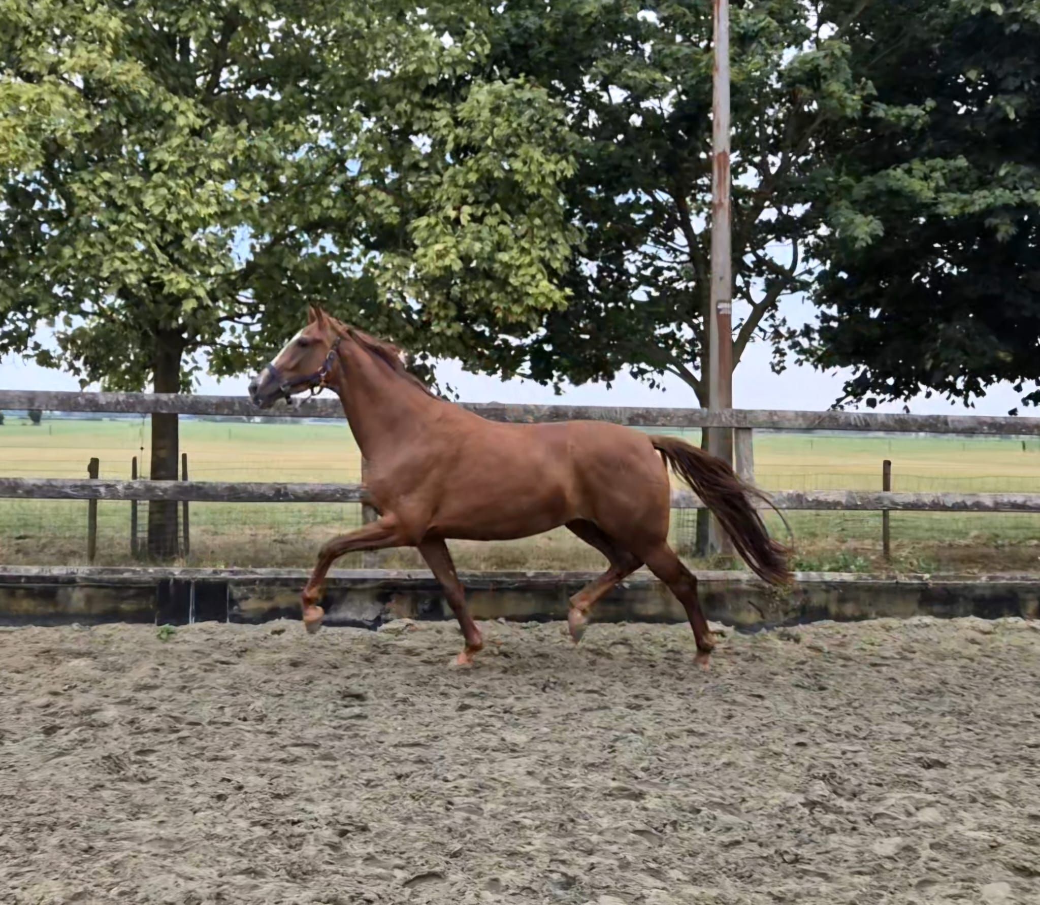 kwpn dressuurpaard merrie 3 years old vos for sale - Main photo