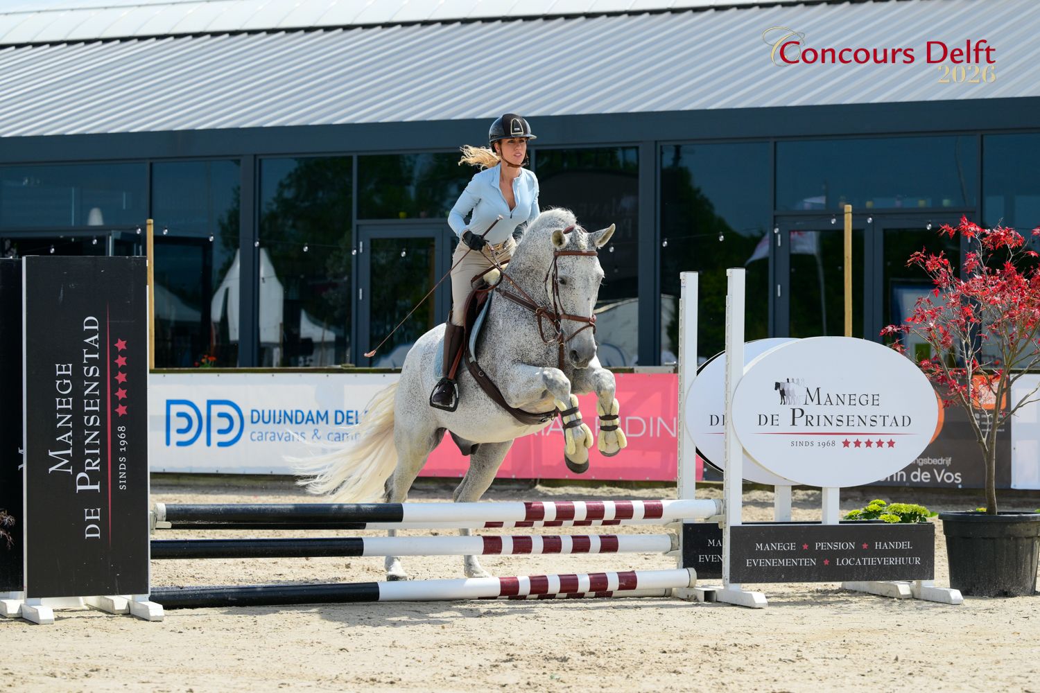 pre allrounder ruin 13 years old schimmel for sale - Photo 2