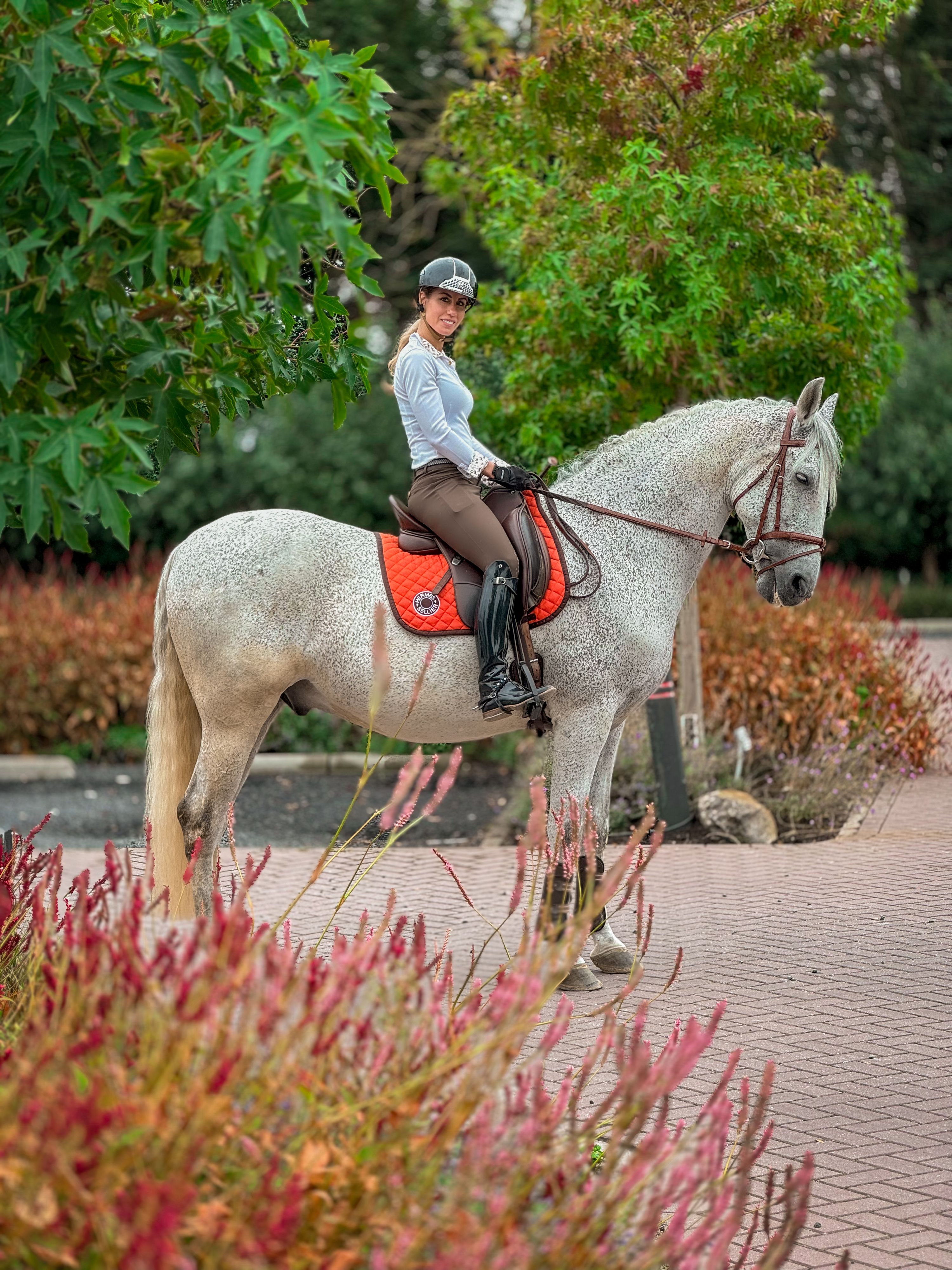 Beautiful large and versatile PRE gelding 
