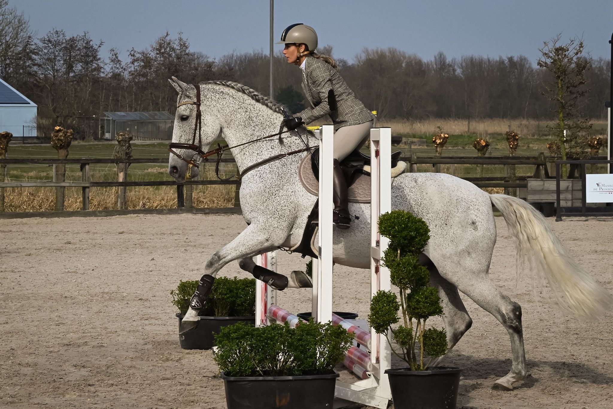 pre allrounder ruin 13 years old schimmel for sale - Photo 4