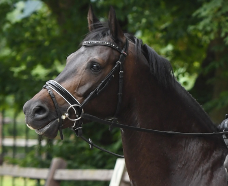 kwpn dressuurpaard merrie 9 years old donkerbruin for sale - Main photo