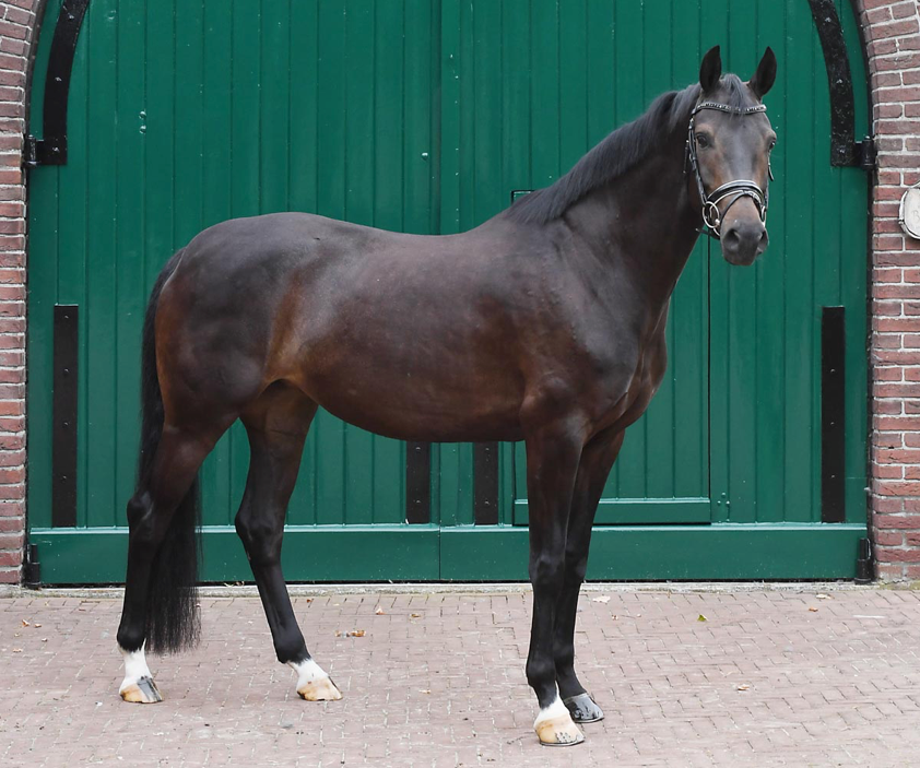 kwpn dressuurpaard merrie 9 years old donkerbruin for sale - Photo 2