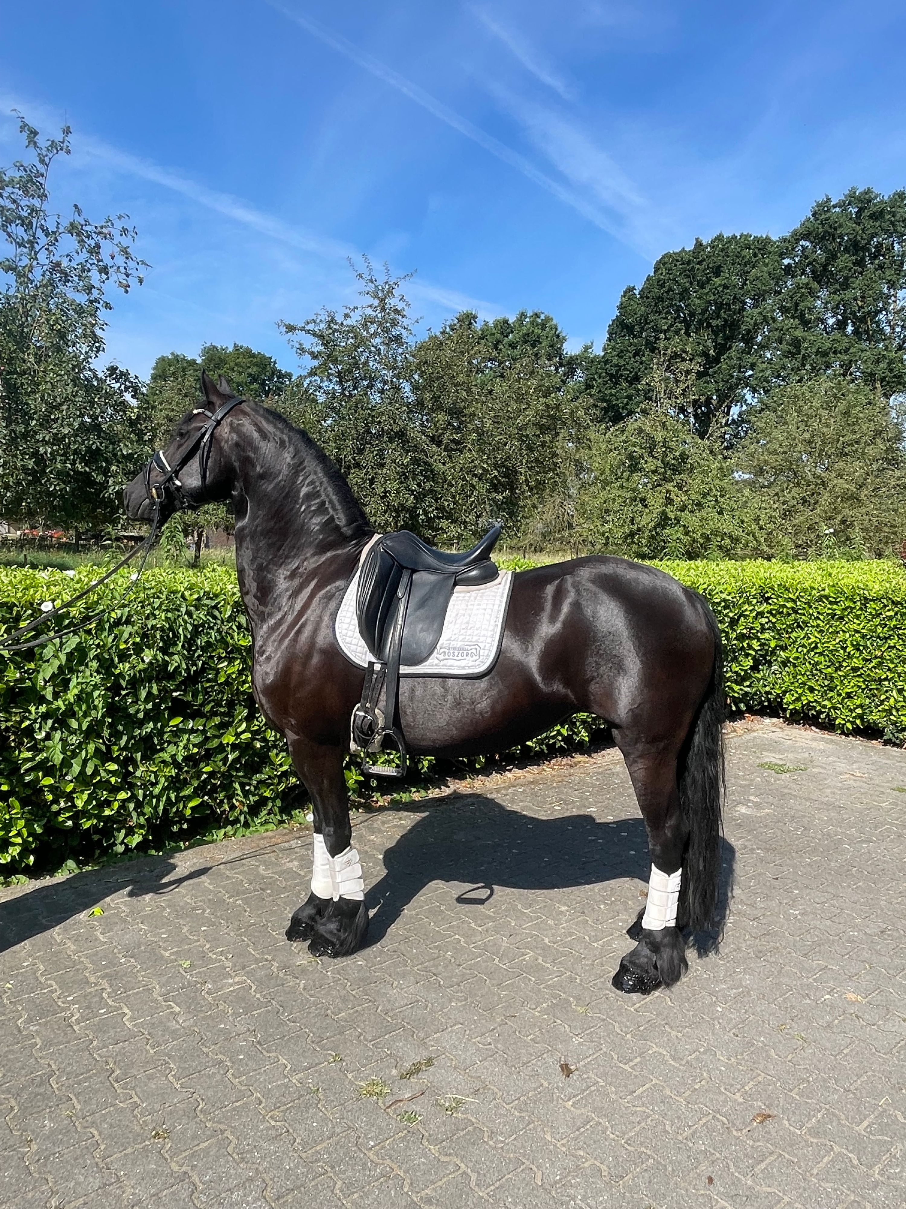 1st premium (1e premie) from Boszorg line, proven broodmare