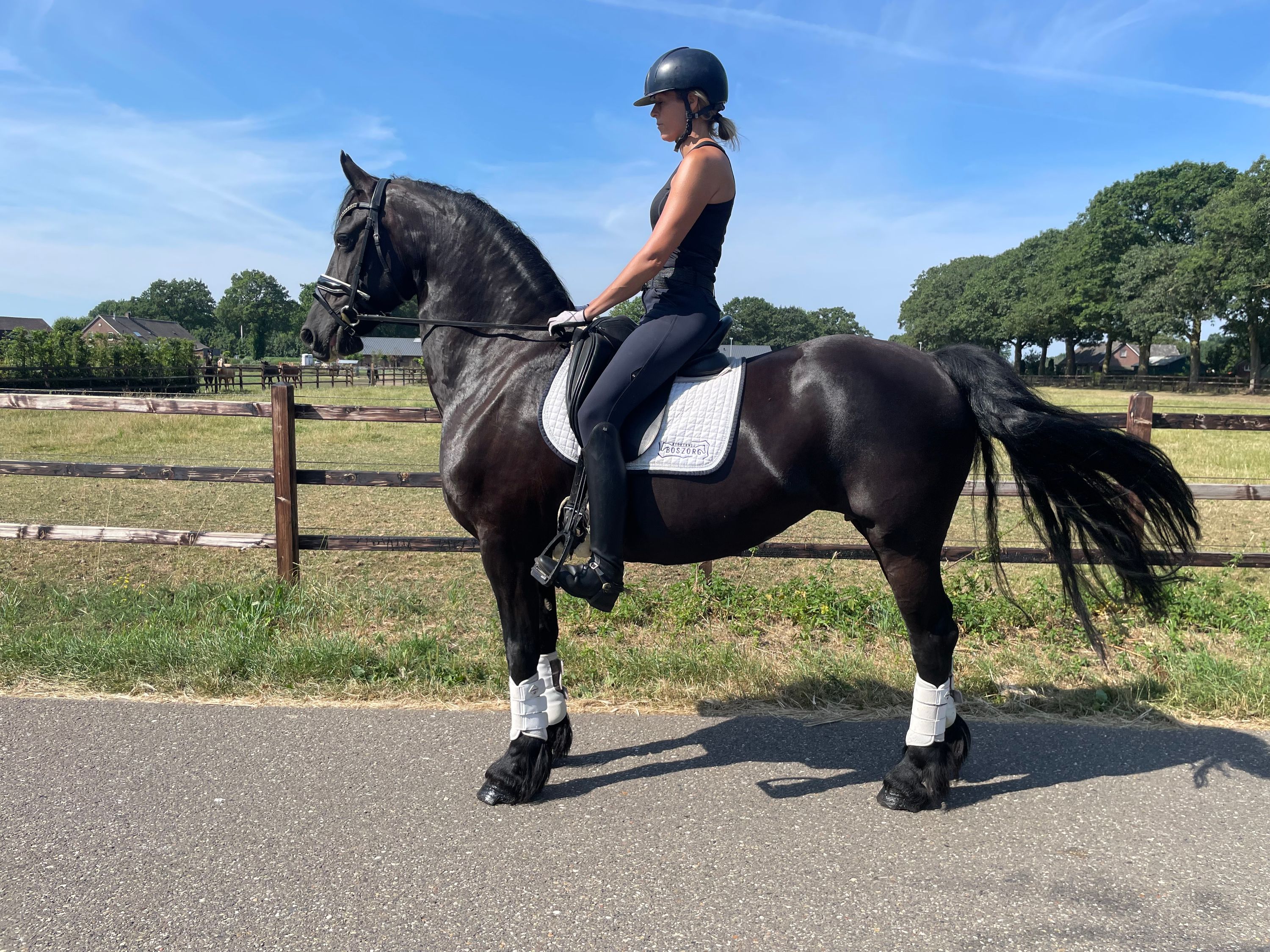 dressuurpaard merrie 12 ans zwart à vendre - Photo 2