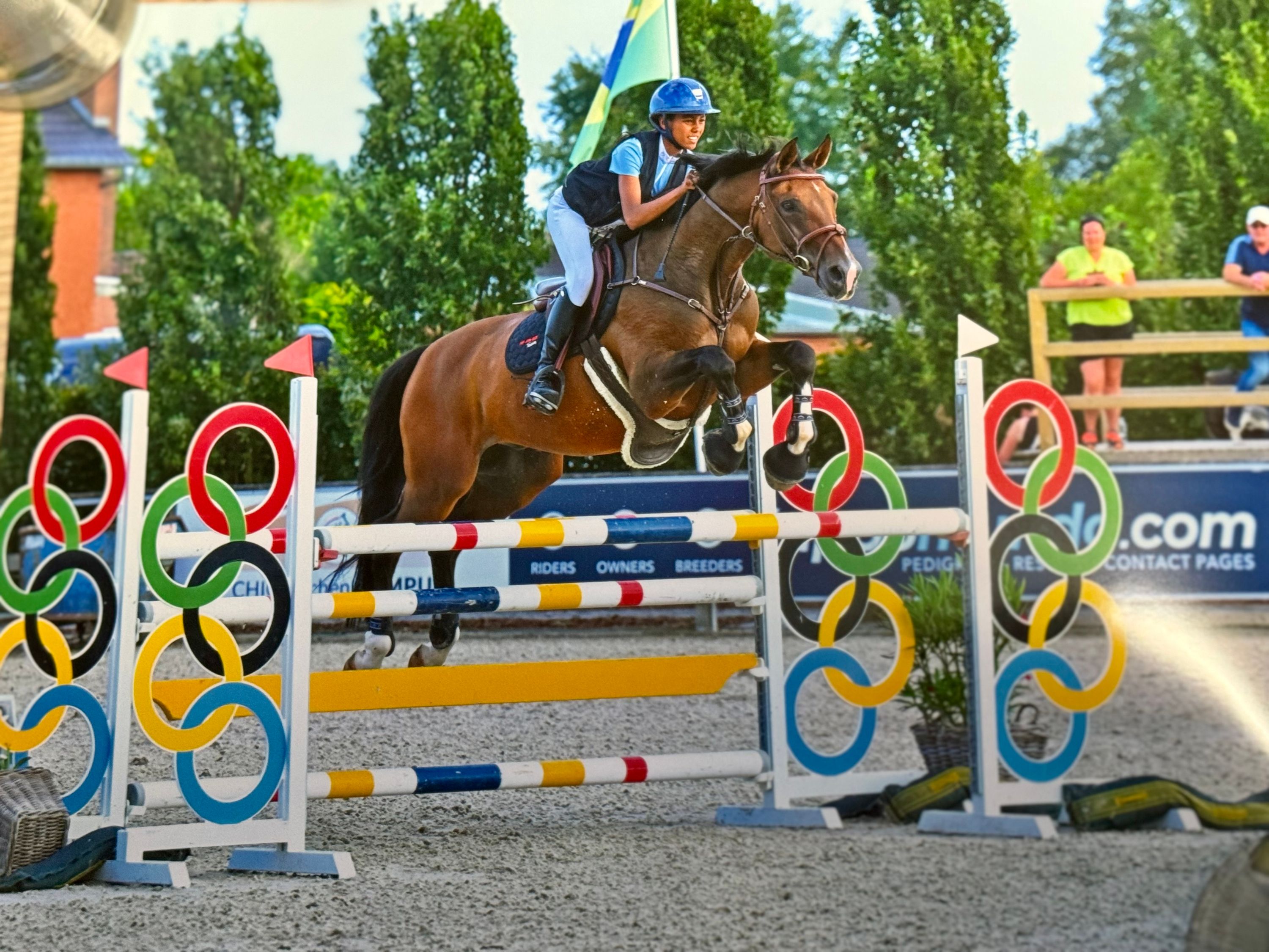 bwp springpaard ruin 15 år bruin till salu - Foto 4