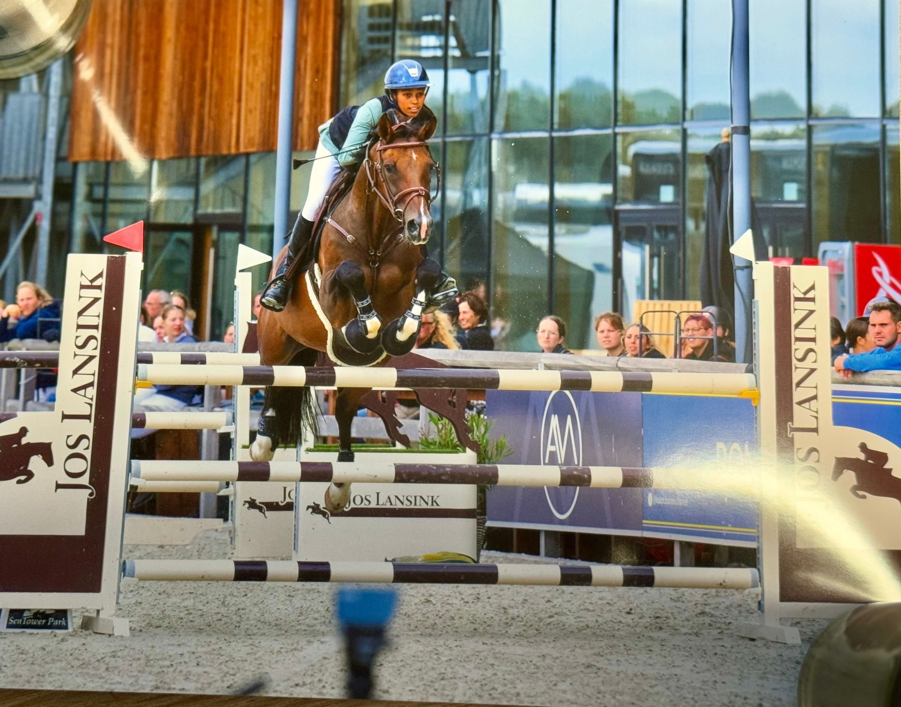bwp springpaard ruin 15 år bruin till salu - Foto 5