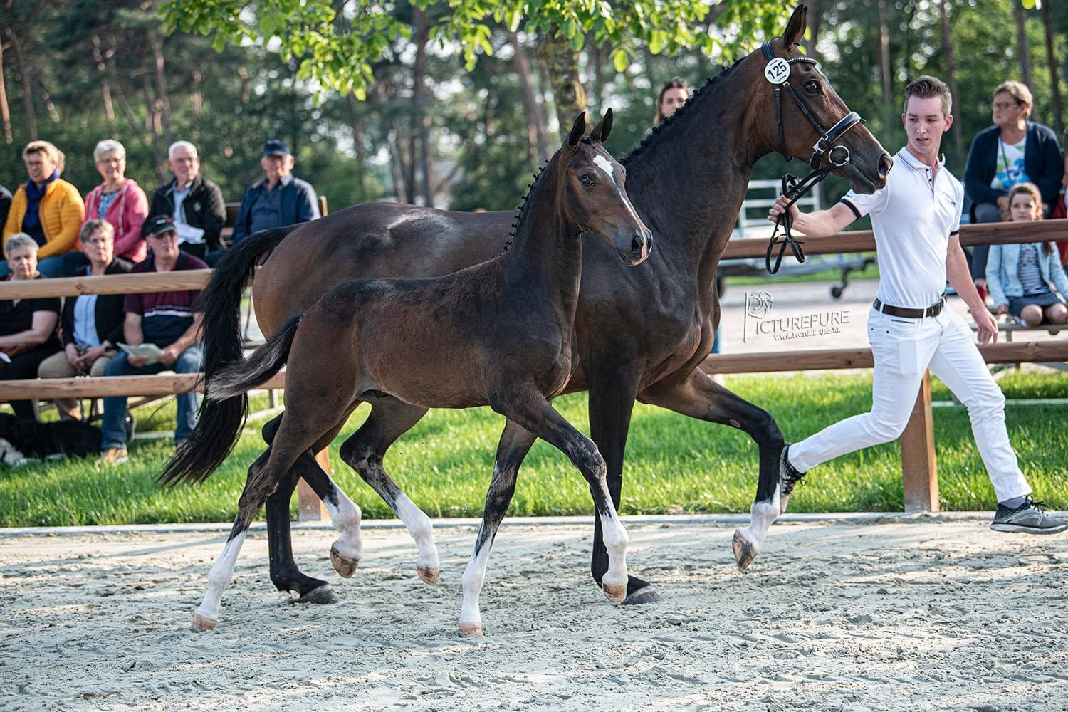 kwpn dressuurpaard merrie 14 years old donkerbruin for sale - Photo 2