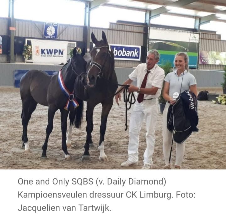 kwpn dressuurpaard merrie 14 years old donkerbruin for sale - Main photo