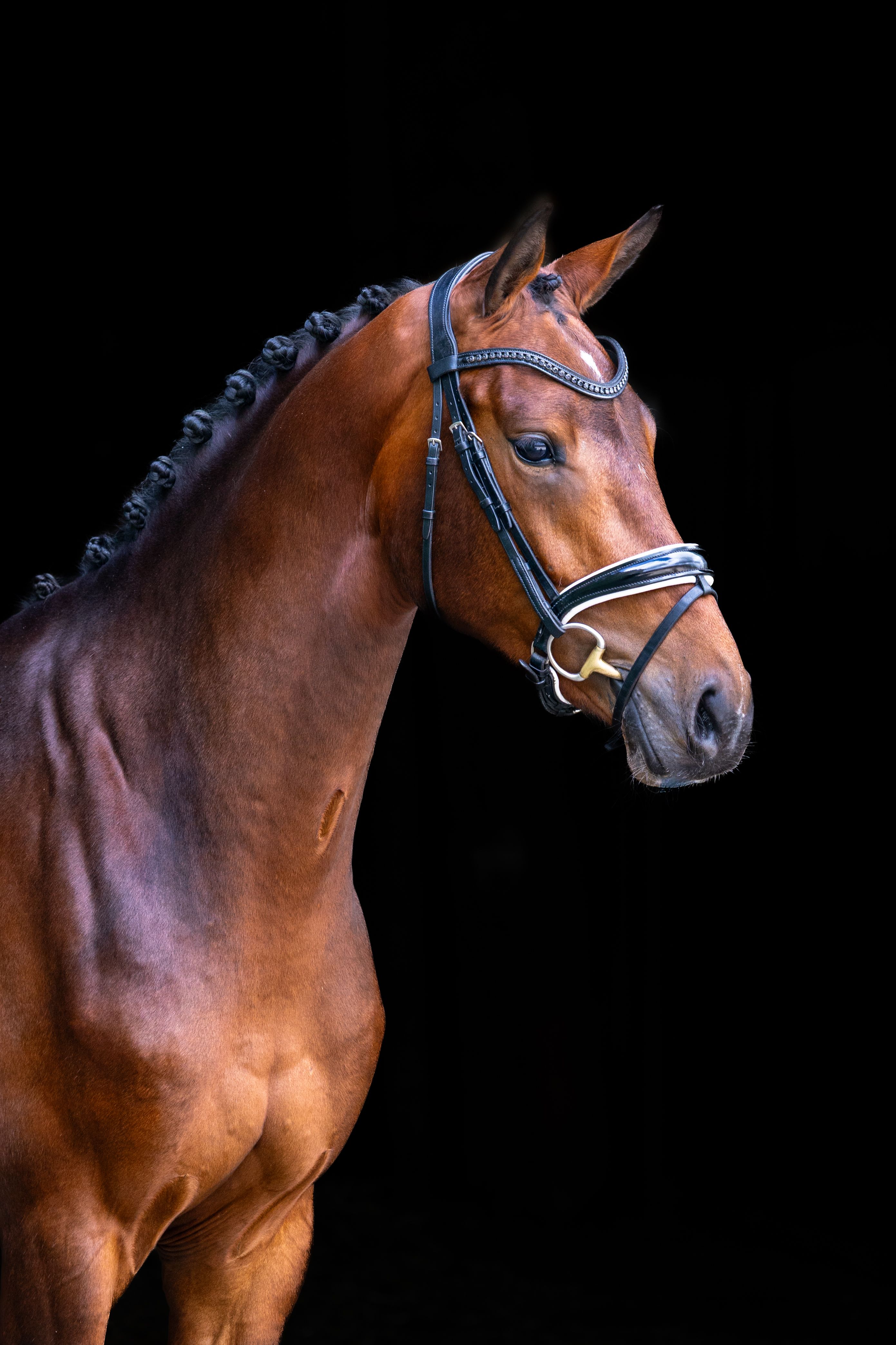 kwpn dressuurpaard ruin 3 ans bruin à vendre - Photo 3