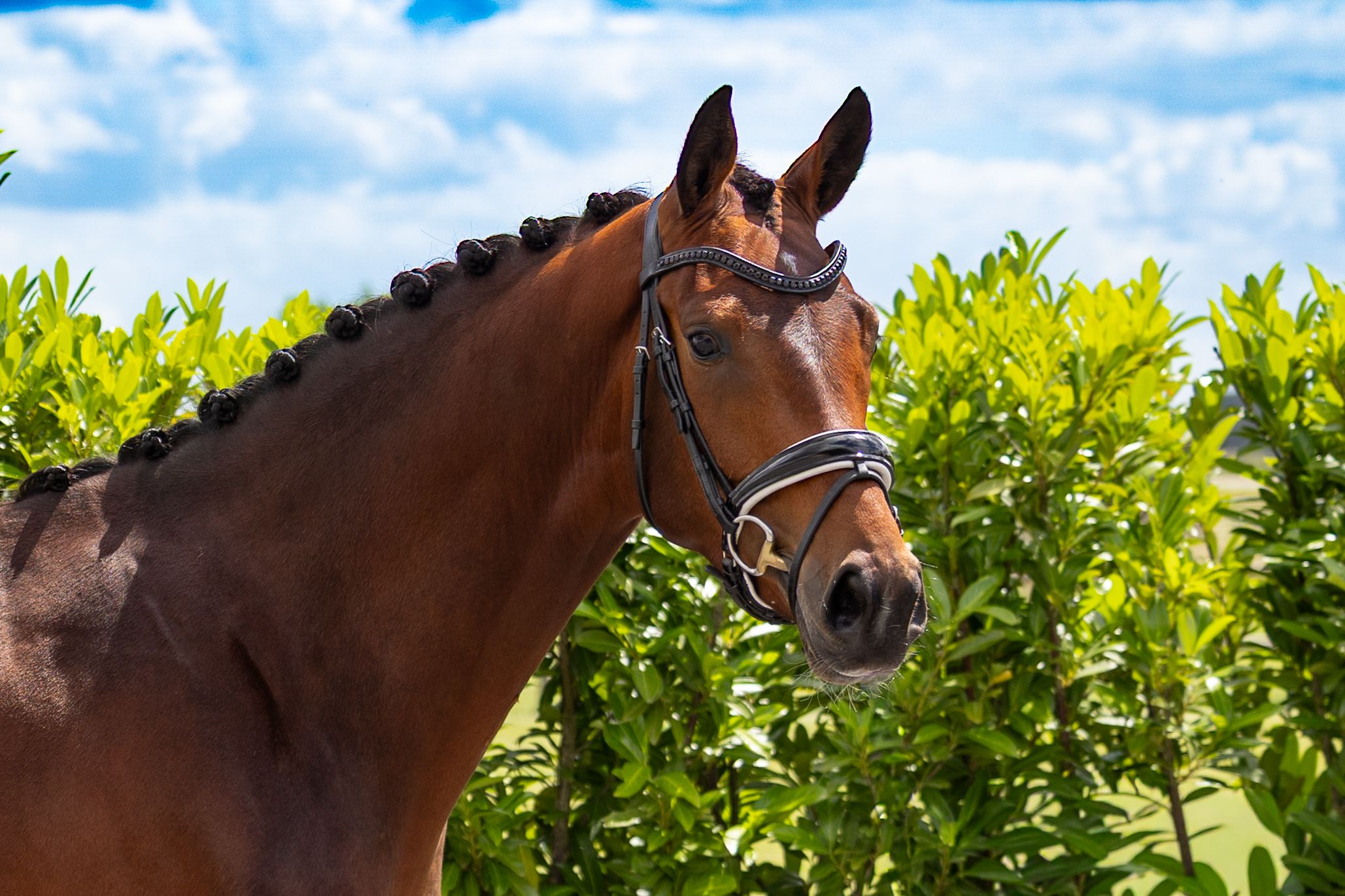 kwpn dressuurpaard ruin 3 ans bruin à vendre - Photo 5