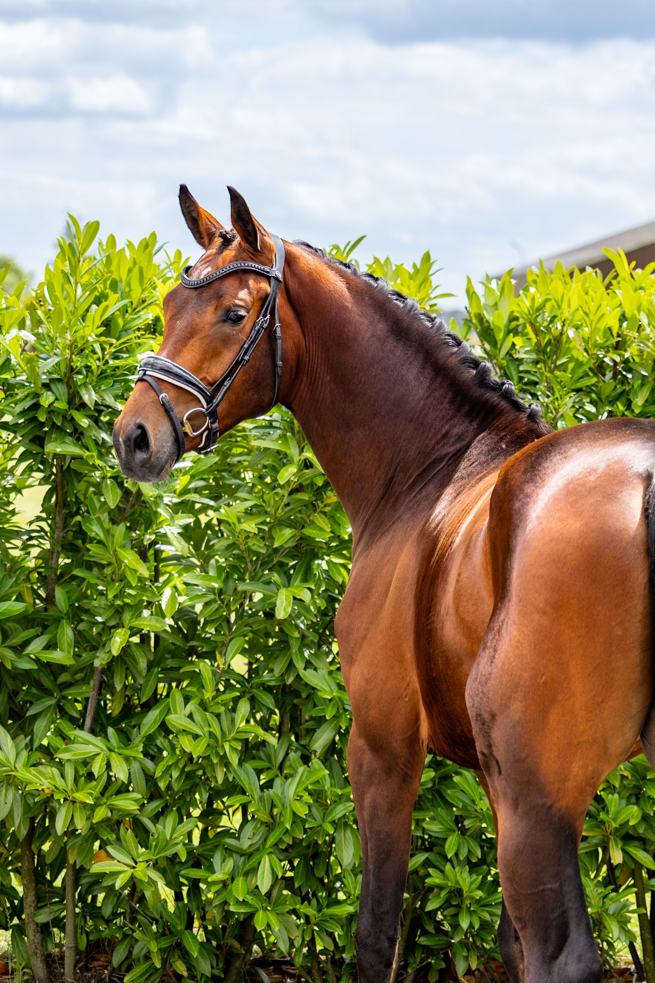 kwpn dressuurpaard ruin 3 ans bruin à vendre - Photo 6
