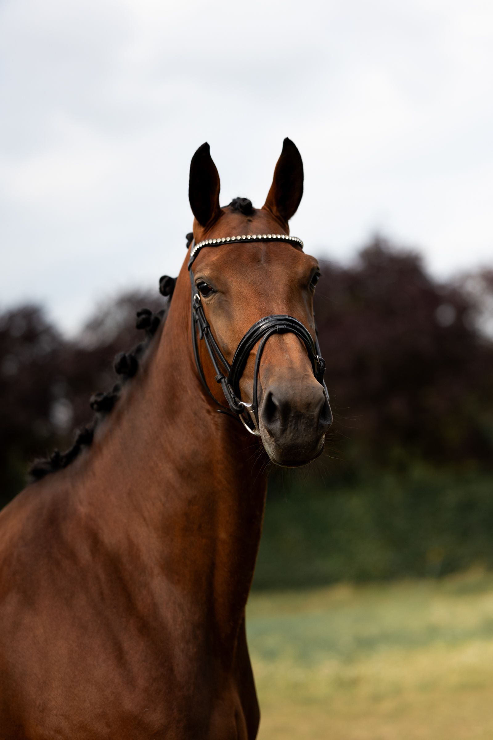 kwpn dressuurpaard merrie 6 years old bruin for sale - Main photo