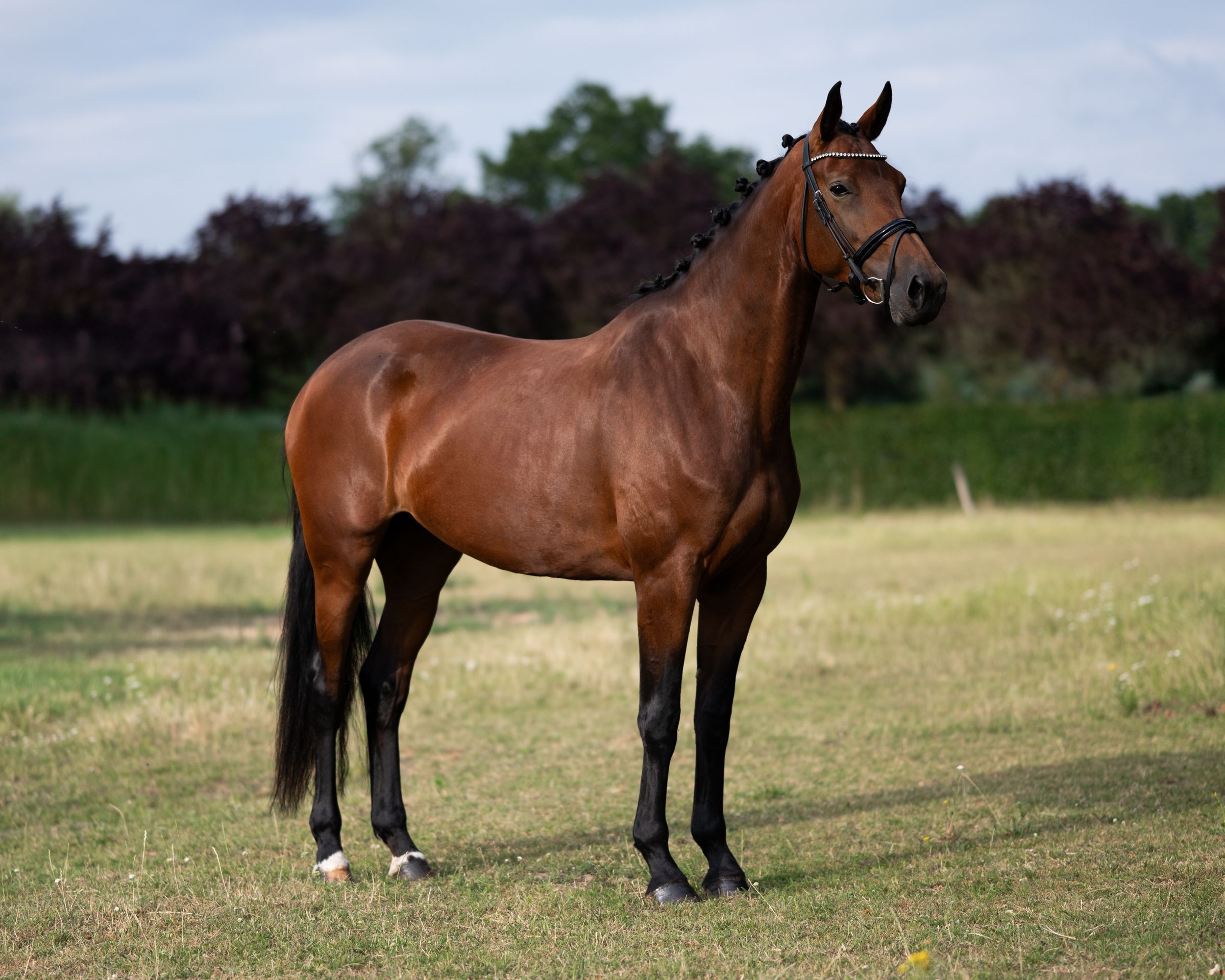 kwpn dressuurpaard merrie 6 years old bruin for sale - Photo 2