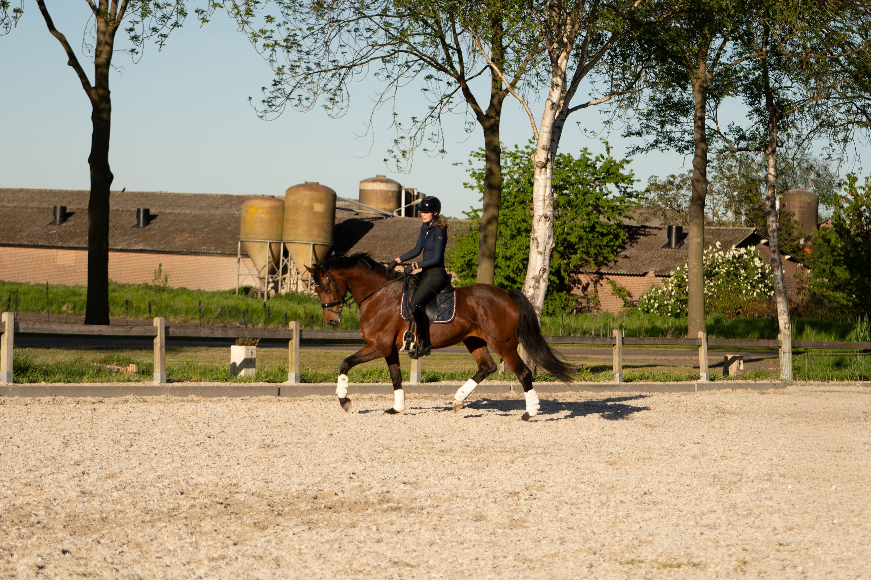 kwpn dressuurpaard merrie 6 years old bruin for sale - Photo 3