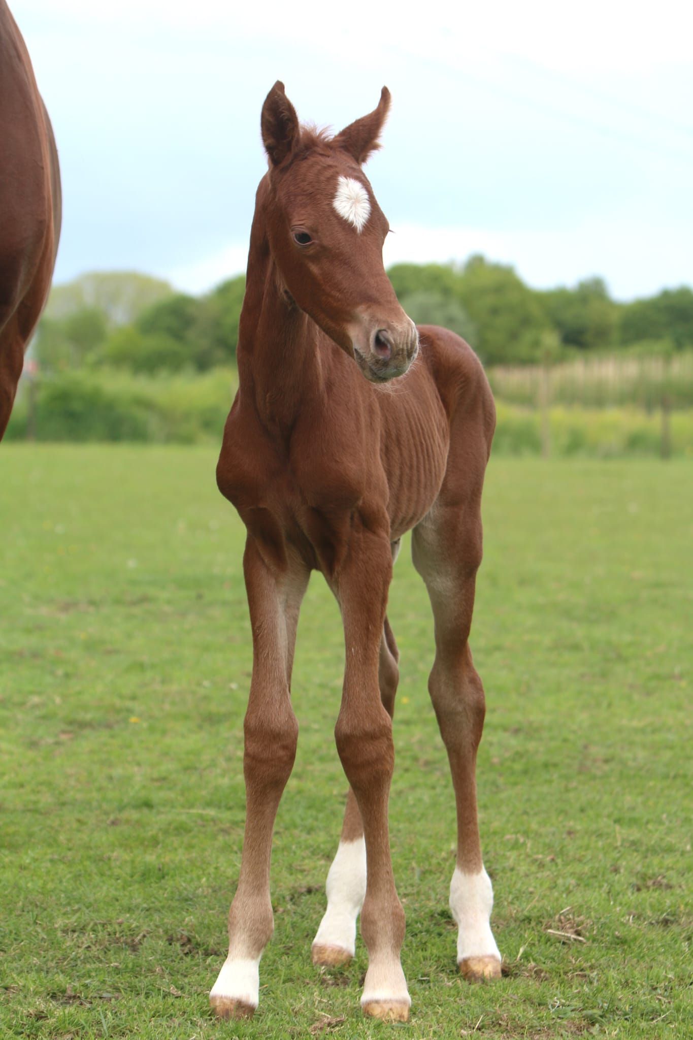 kwpn springpaard merrie 0 years old vos for sale - Photo 2