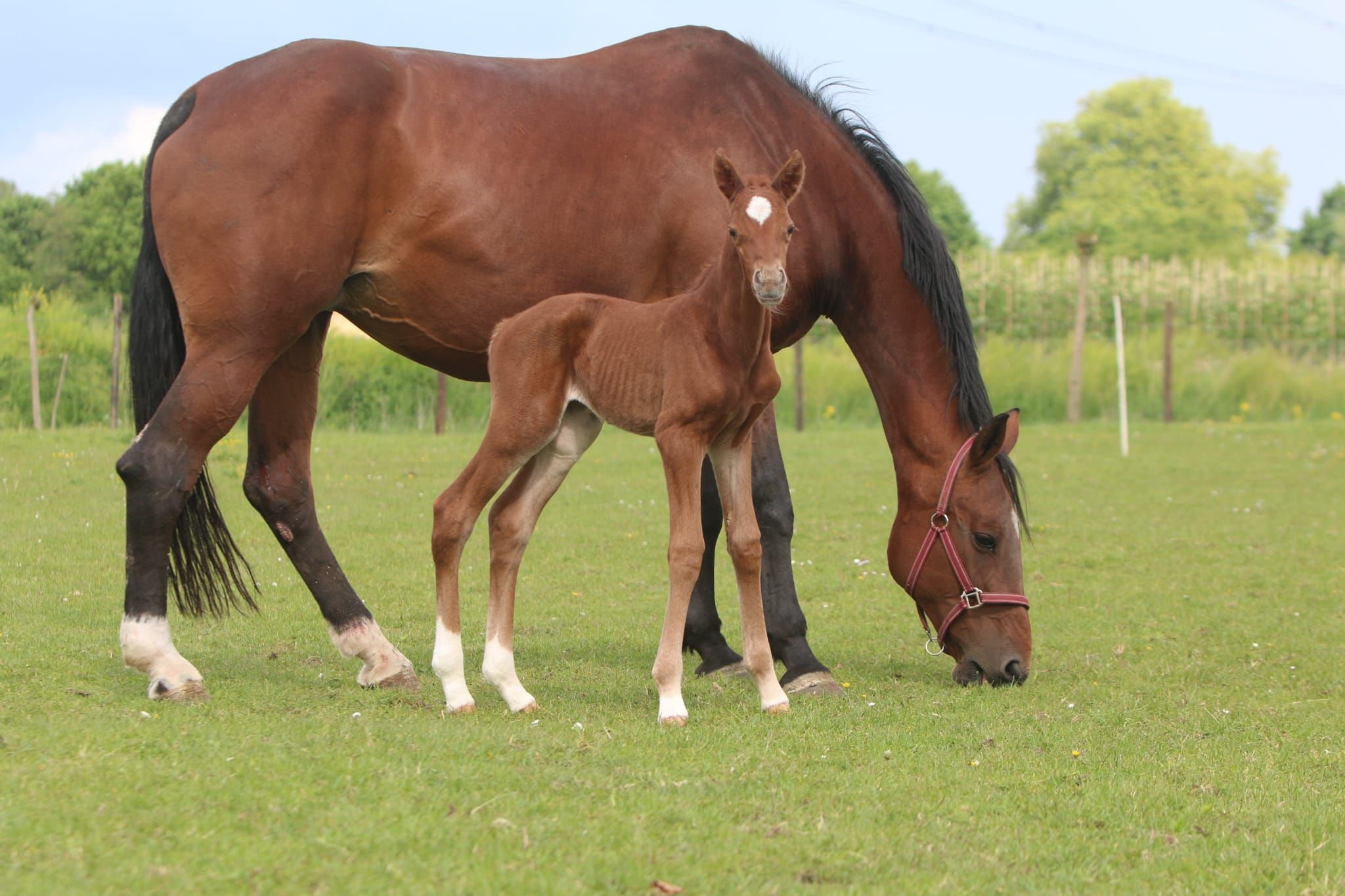 kwpn springpaard merrie 0 years old vos for sale - Photo 3
