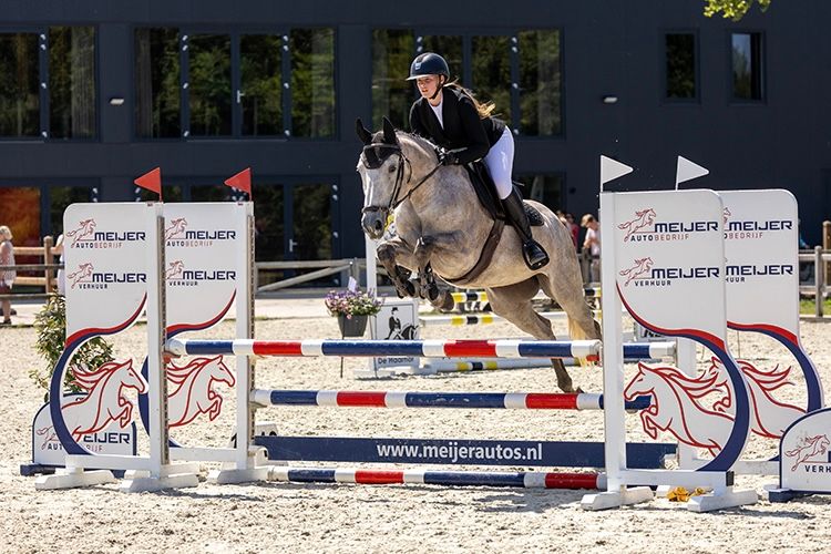 Elegant grey mare