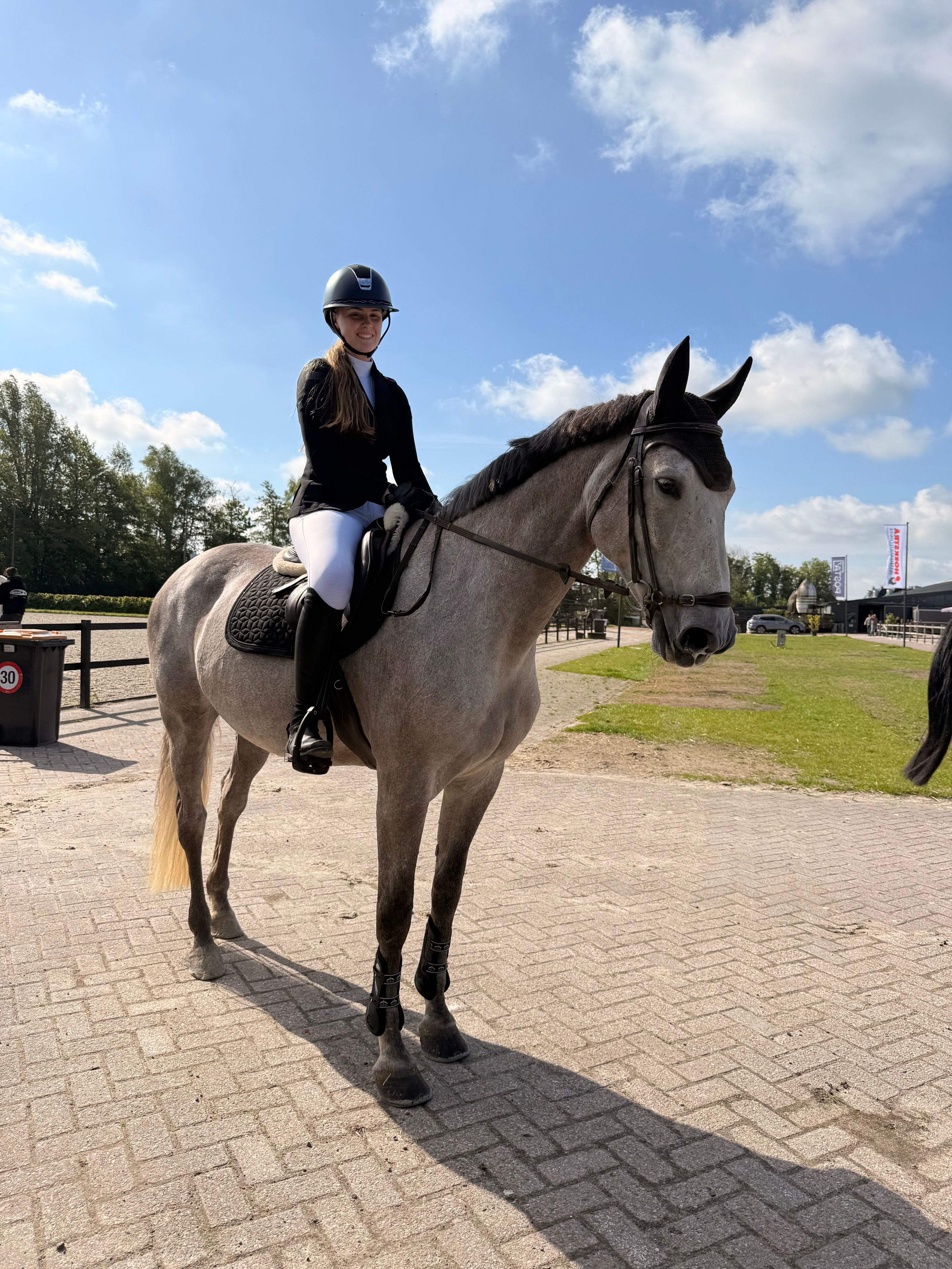 zangersheide springpaard merrie 8 years old schimmel for sale - Photo 5
