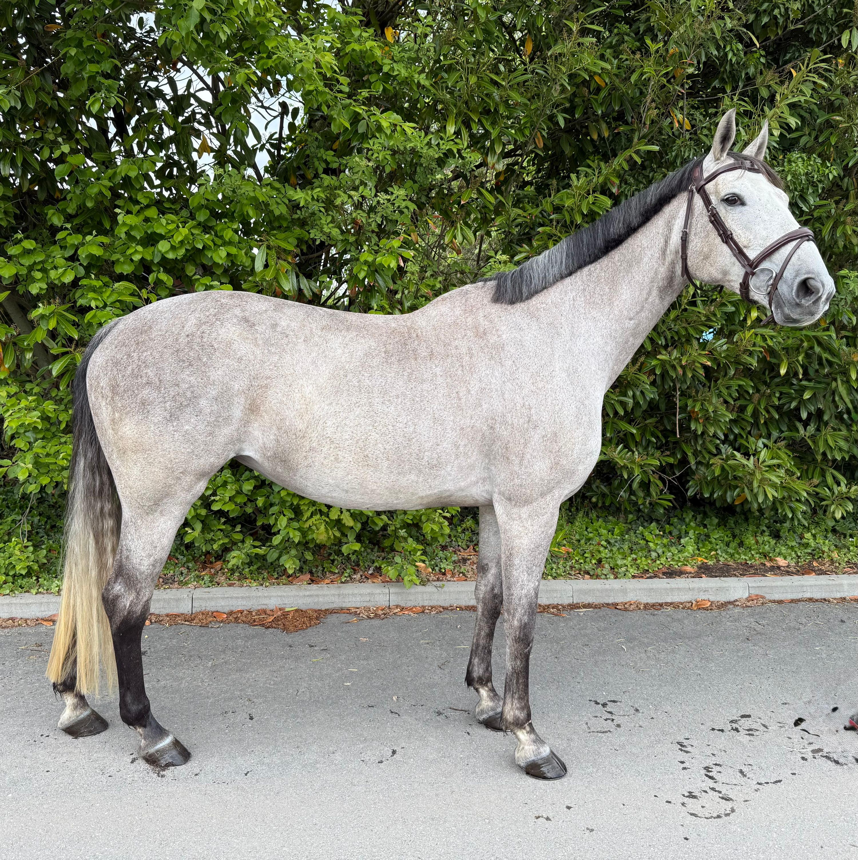 zangersheide springpaard merrie 8 years old schimmel for sale - Photo 3
