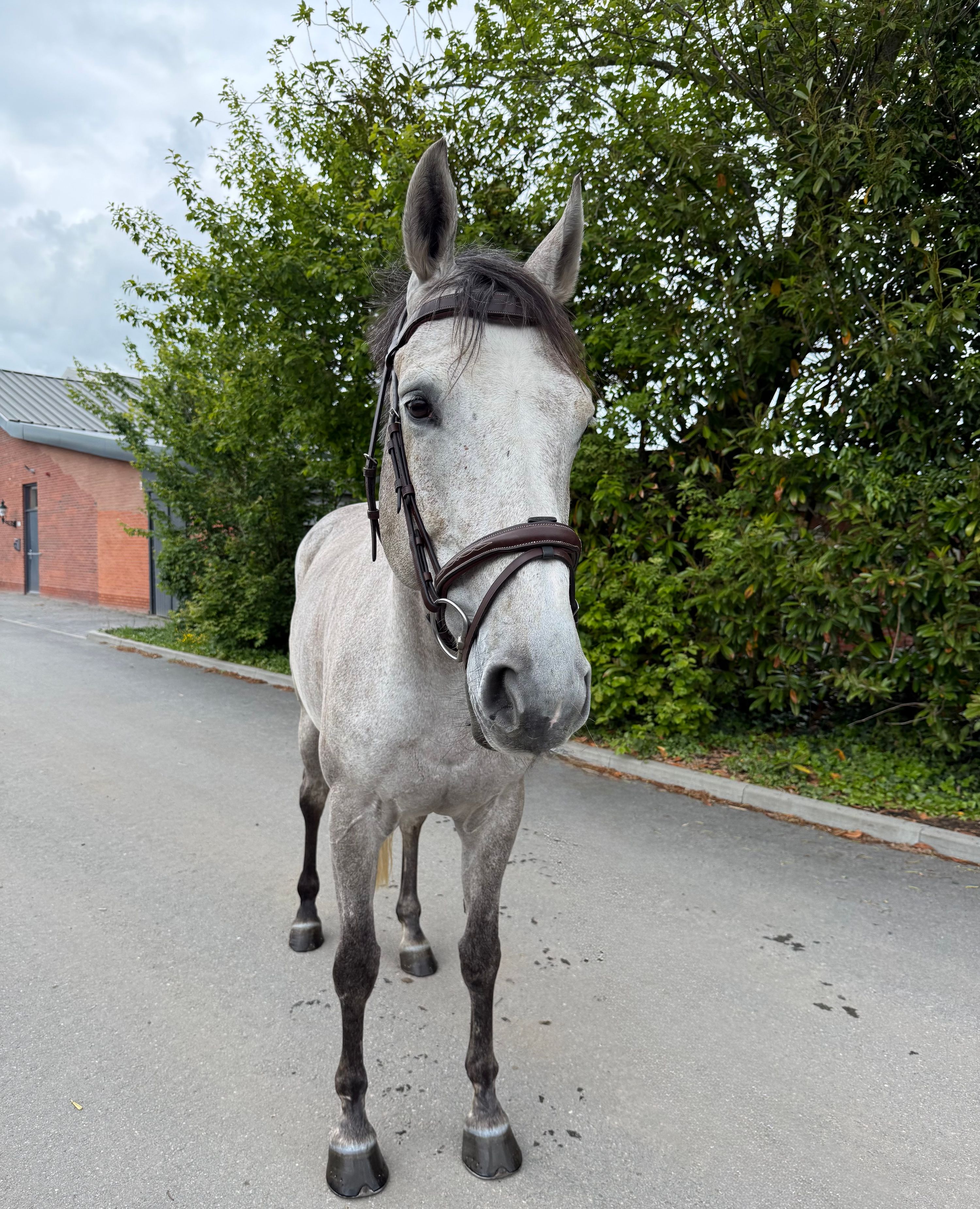zangersheide springpaard merrie 8 years old schimmel for sale - Photo 4