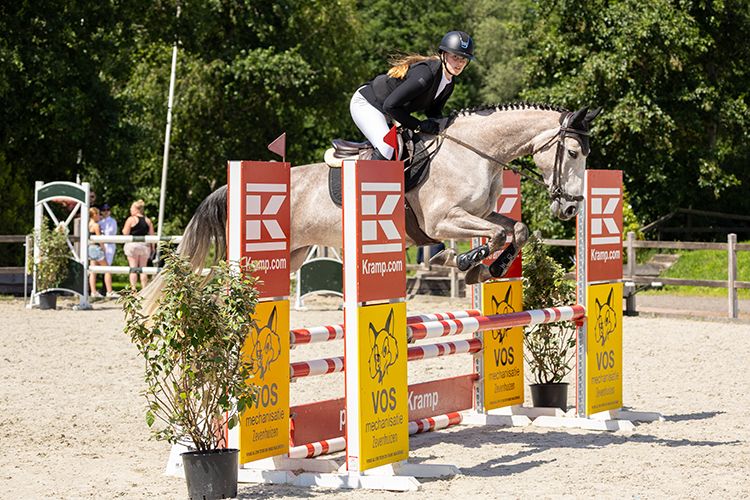 zangersheide springpaard merrie 8 years old schimmel for sale - Photo 2
