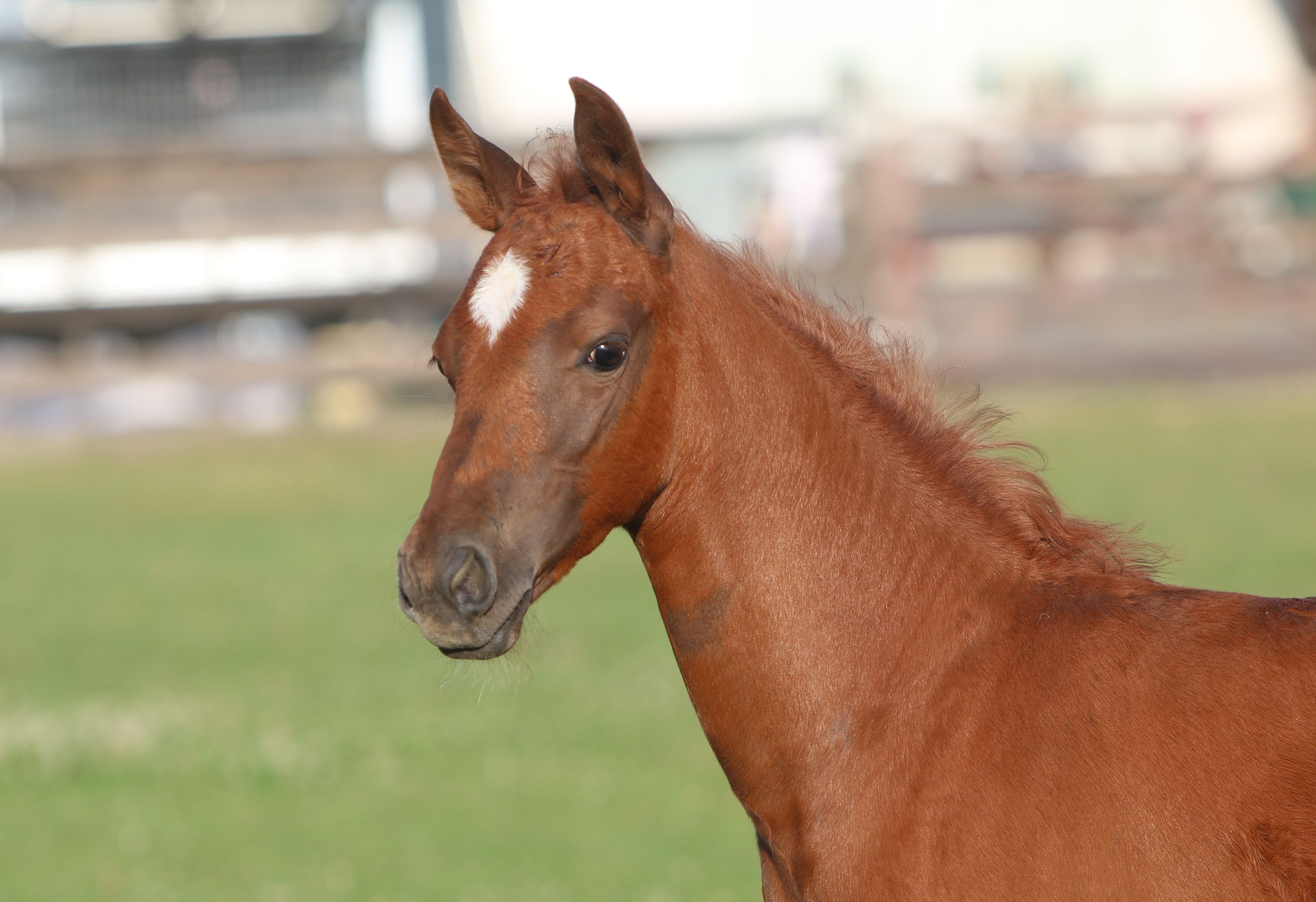 kwpn springpaard merrie 0 years old vos for sale - Photo 4