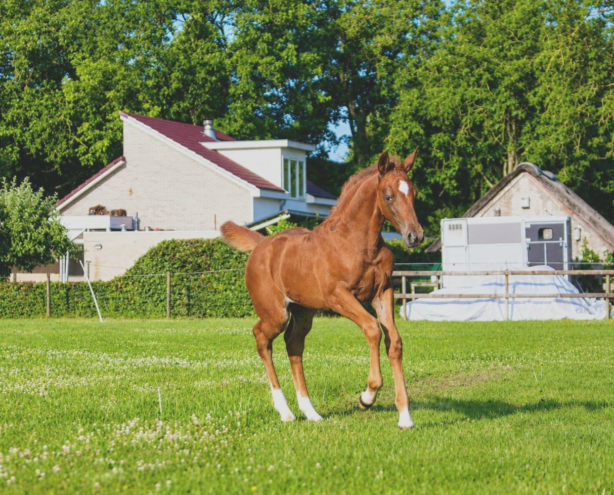 kwpn springpaard merrie 0 years old vos for sale - Photo 5