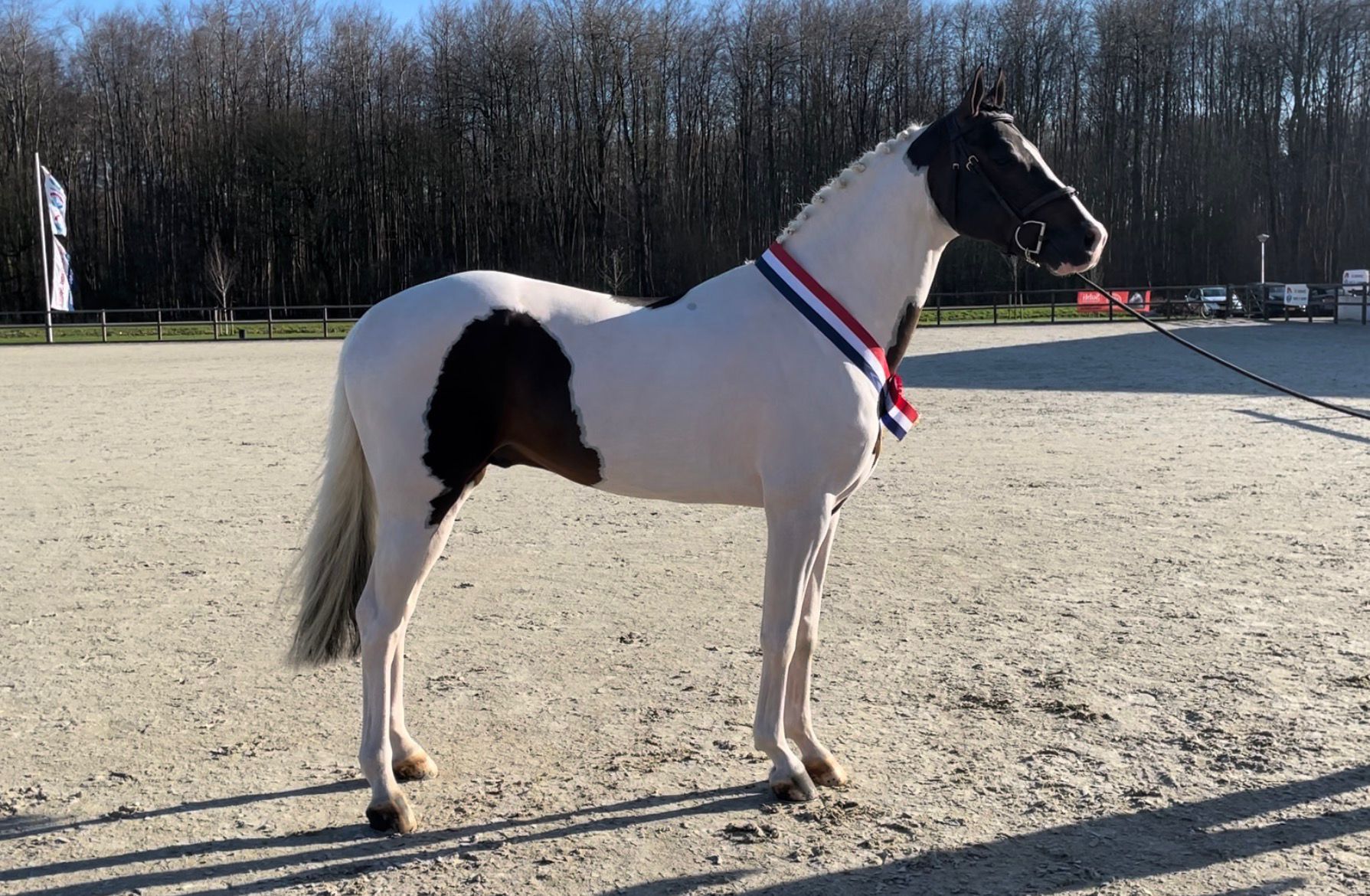 kwpn springpaard merrie 0 years old vos for sale - Photo 6