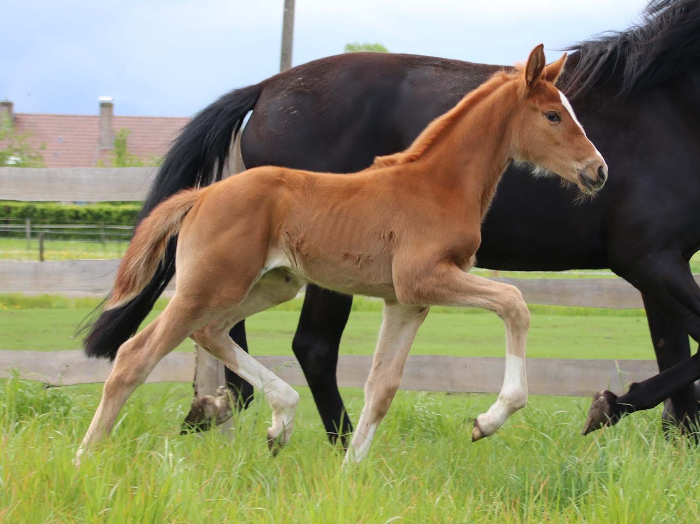 Potra con excelentes movimientos por Royal Dynamic