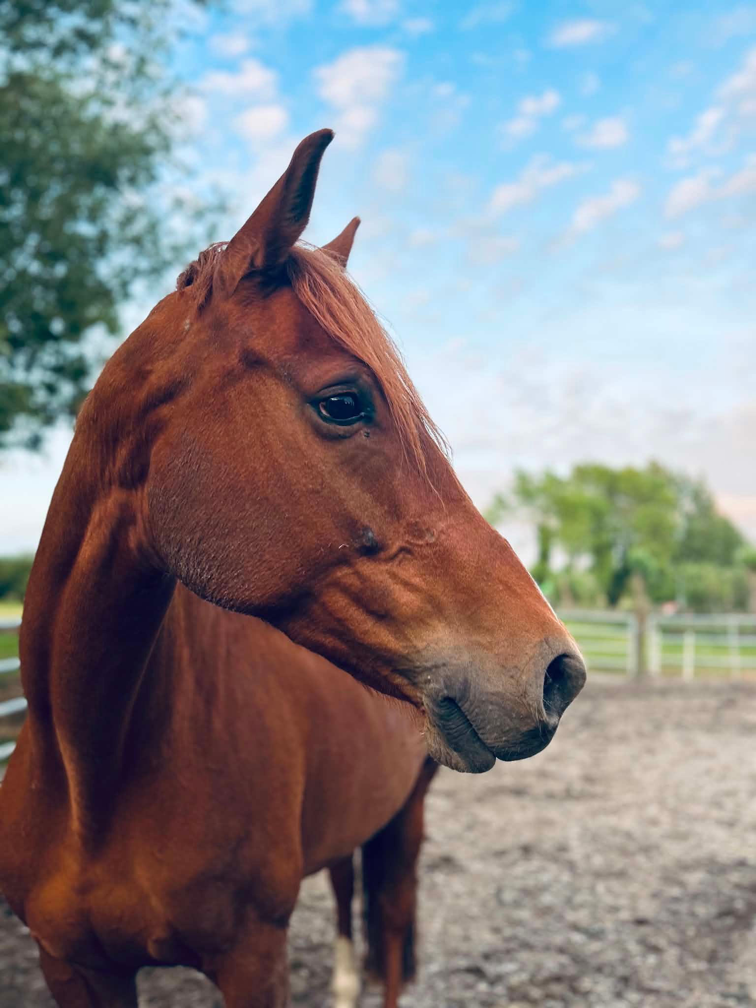 oldenburg dressuurpaard merrie 9 anos vos à venda - Foto 2