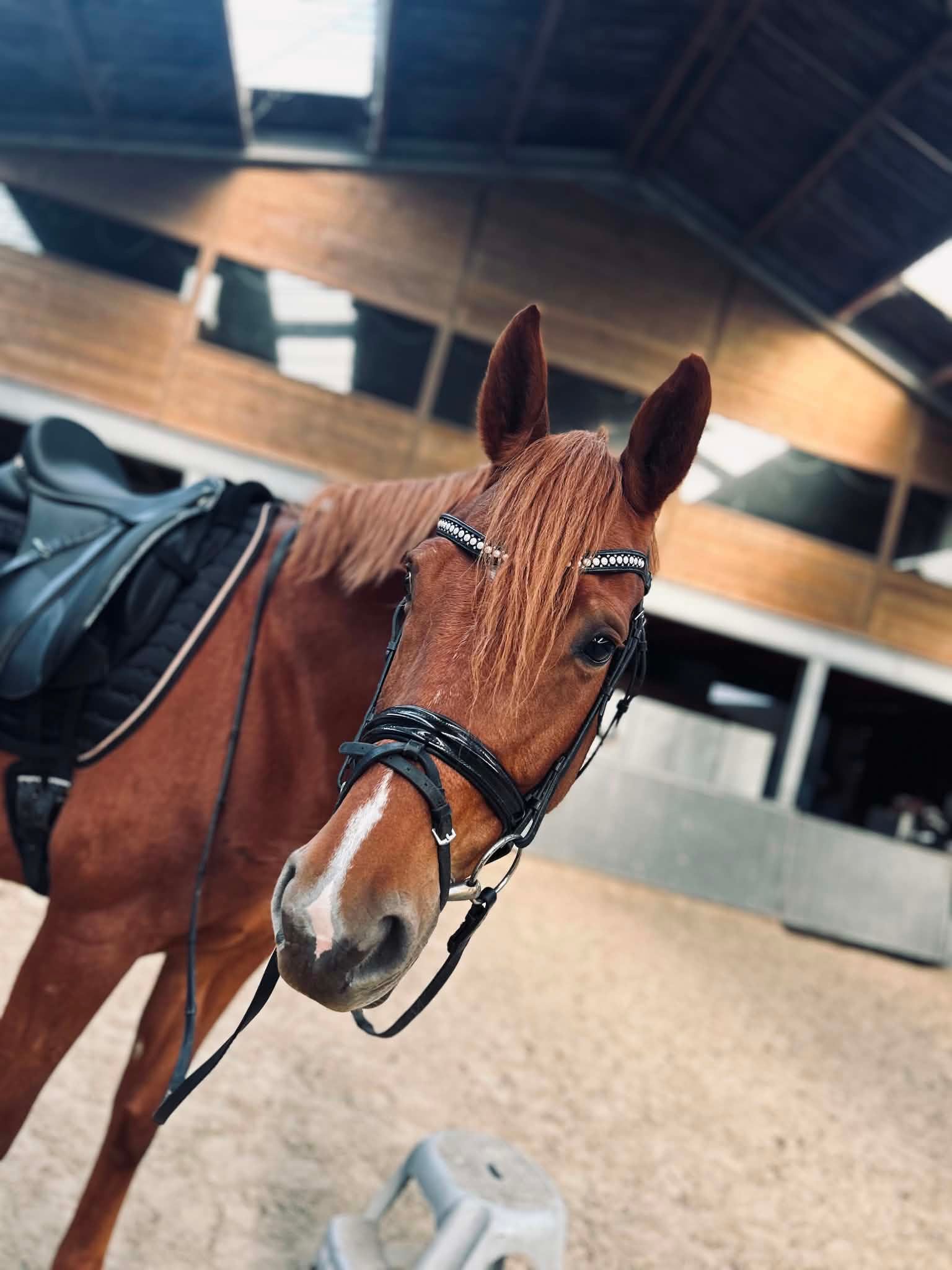 oldenburg dressuurpaard merrie 9 anos vos à venda - Foto 3