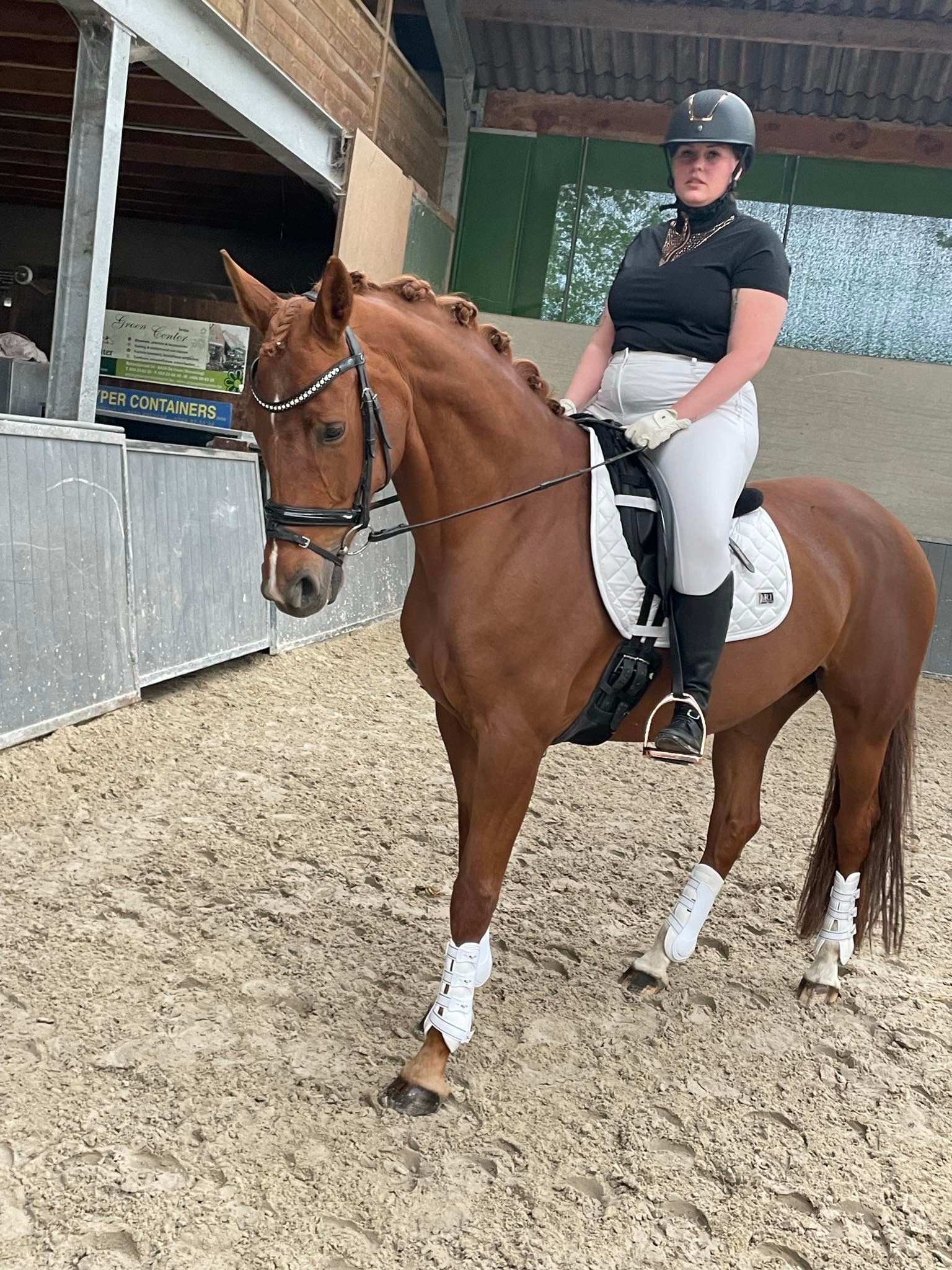 oldenburg dressuurpaard merrie 9 anos vos à venda - Foto 5