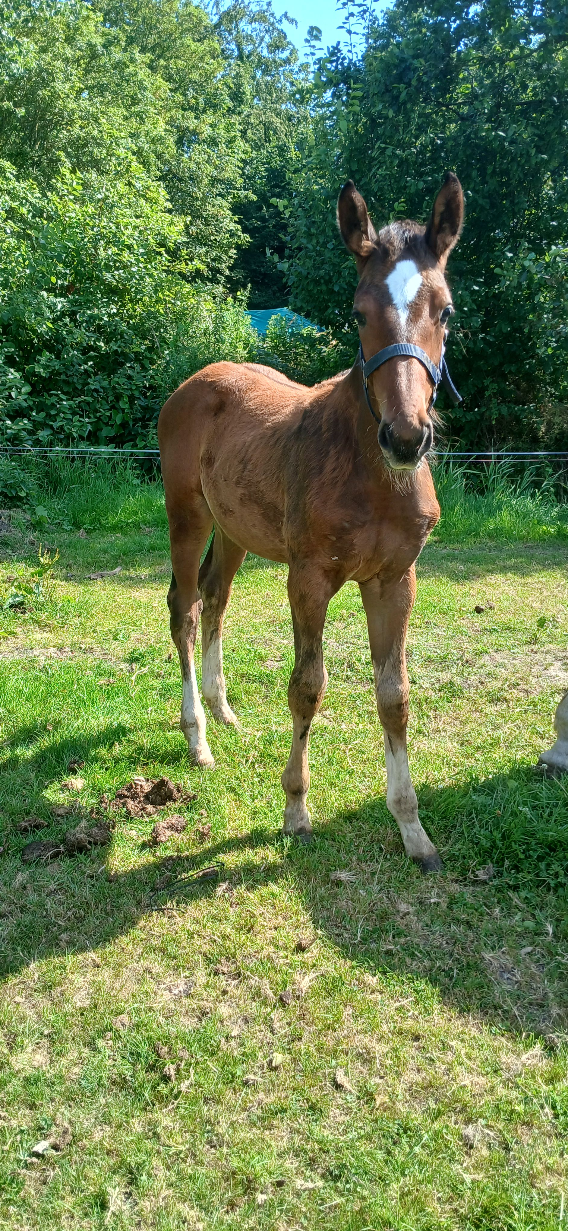 kwpn springpaard hengst 0 歳 bruin 売り出し中 - 写真 3
