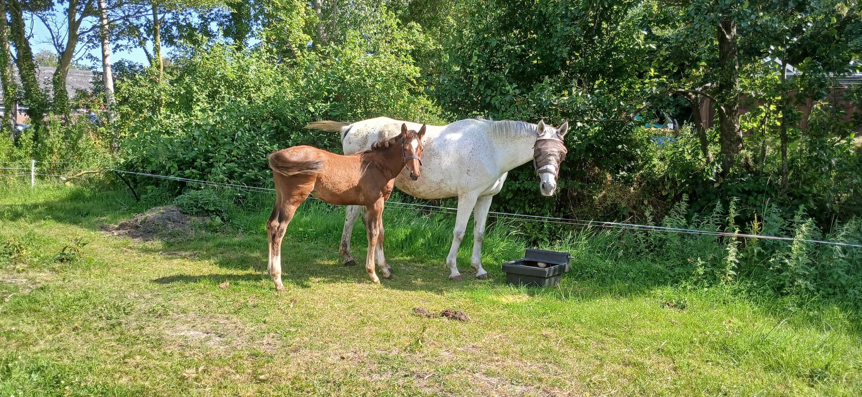 Puledro Pacorro TN (da Grandorado) x Cohinoor