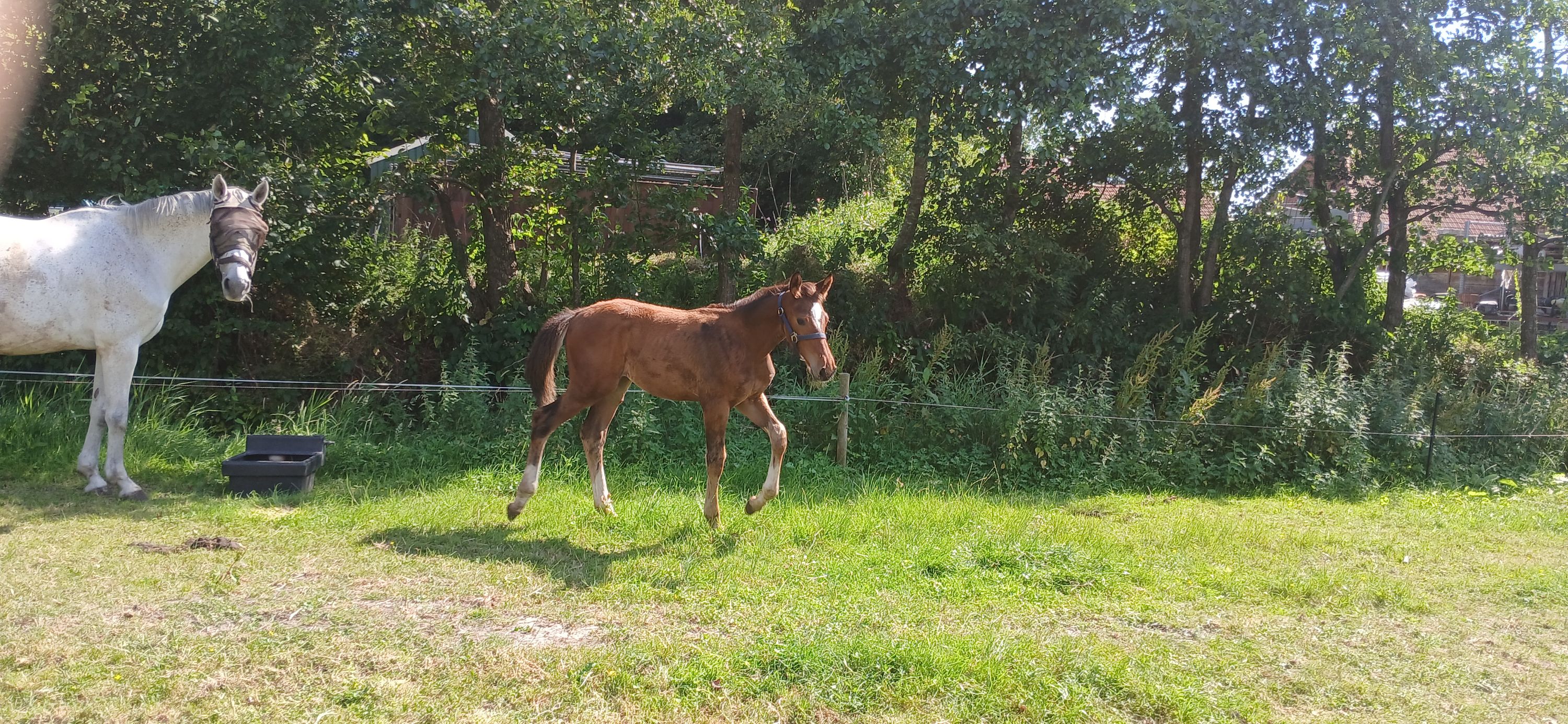 kwpn springpaard hengst 0 歳 bruin 売り出し中 - 写真 2