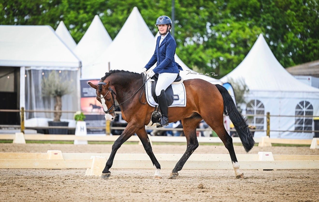 kwpn springpaard ruin 5 years old donkerbruin for sale - Photo 2