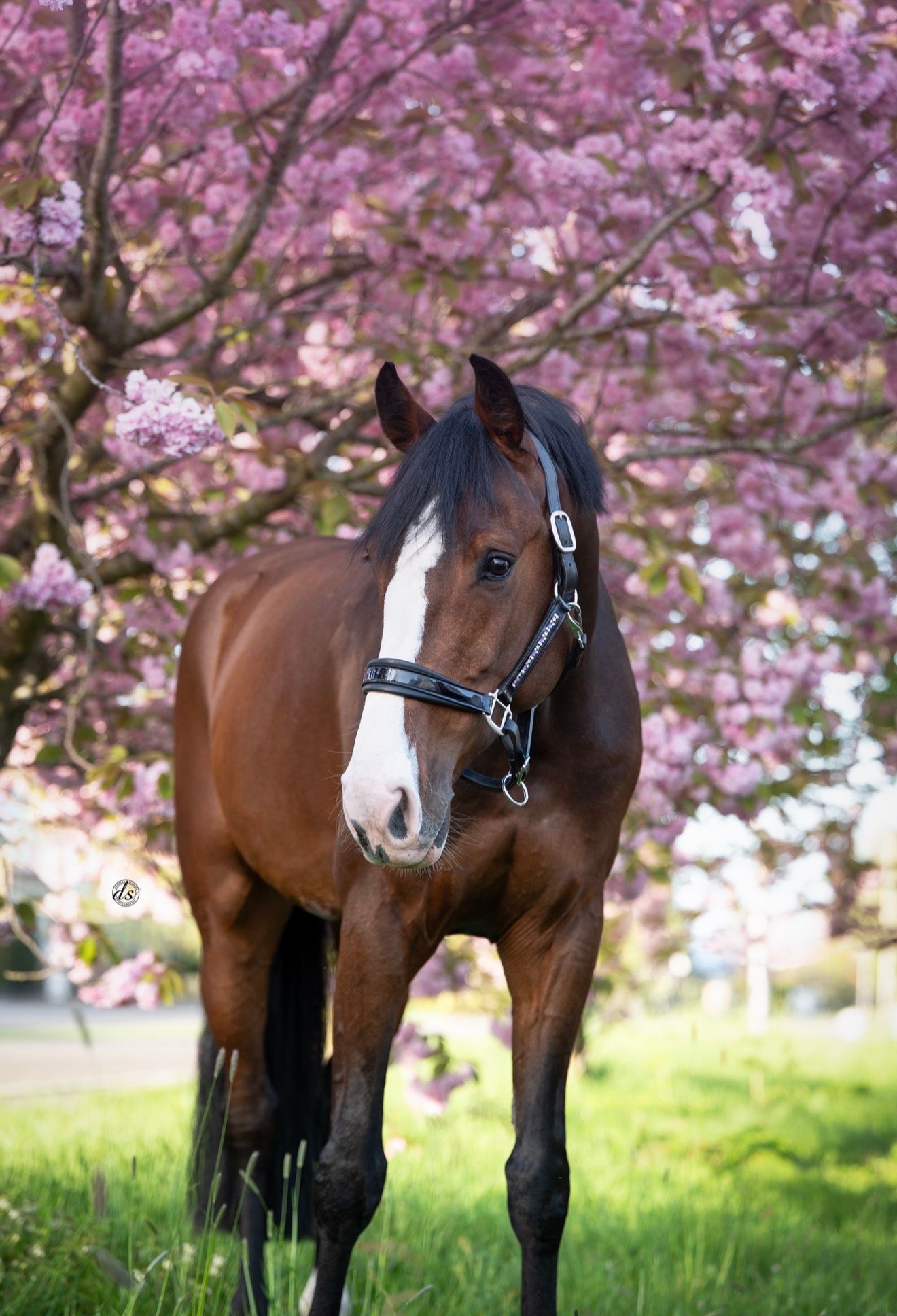 kwpn springpaard ruin 5 years old donkerbruin for sale - Photo 3
