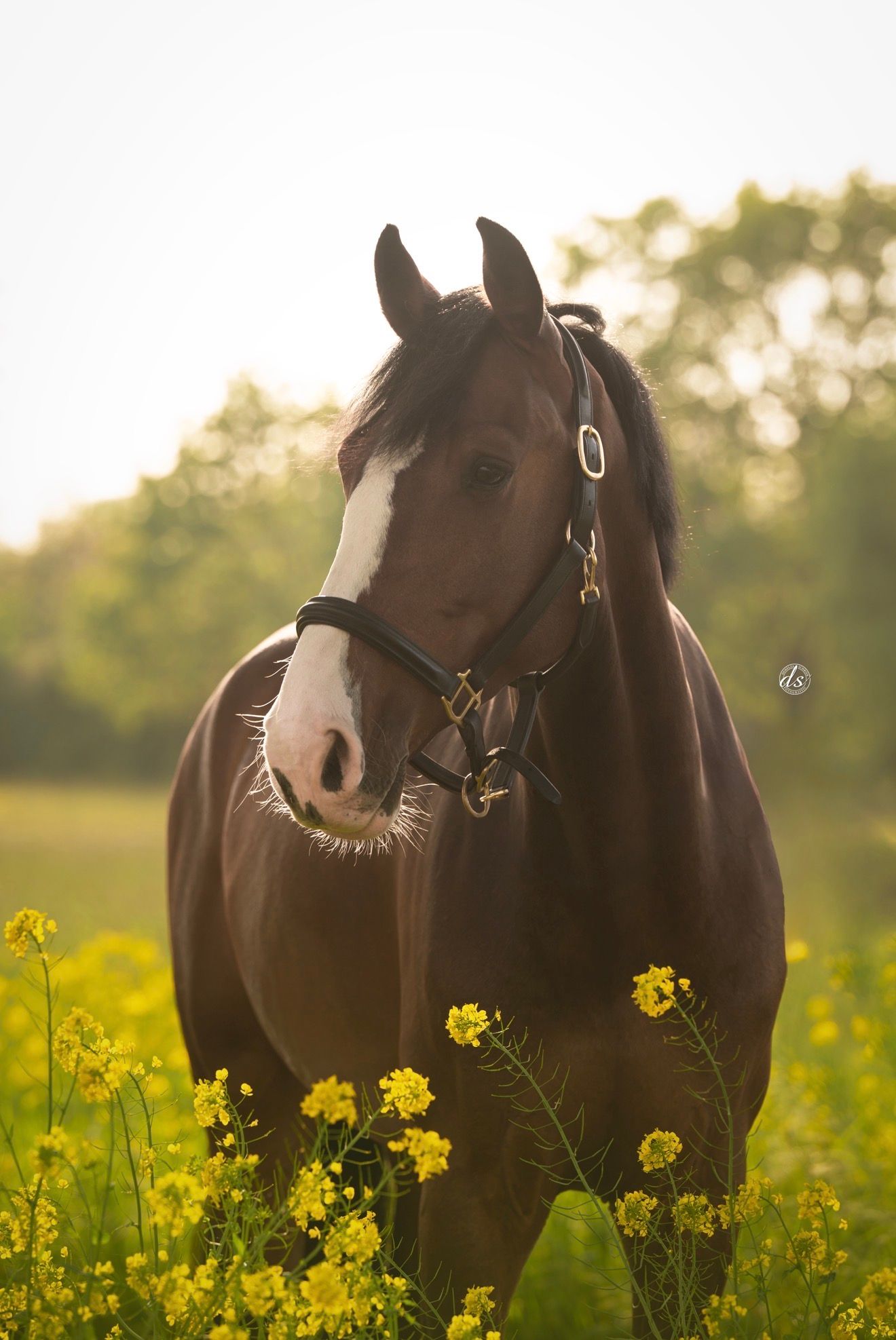 kwpn springpaard ruin 5 years old donkerbruin for sale - Photo 4