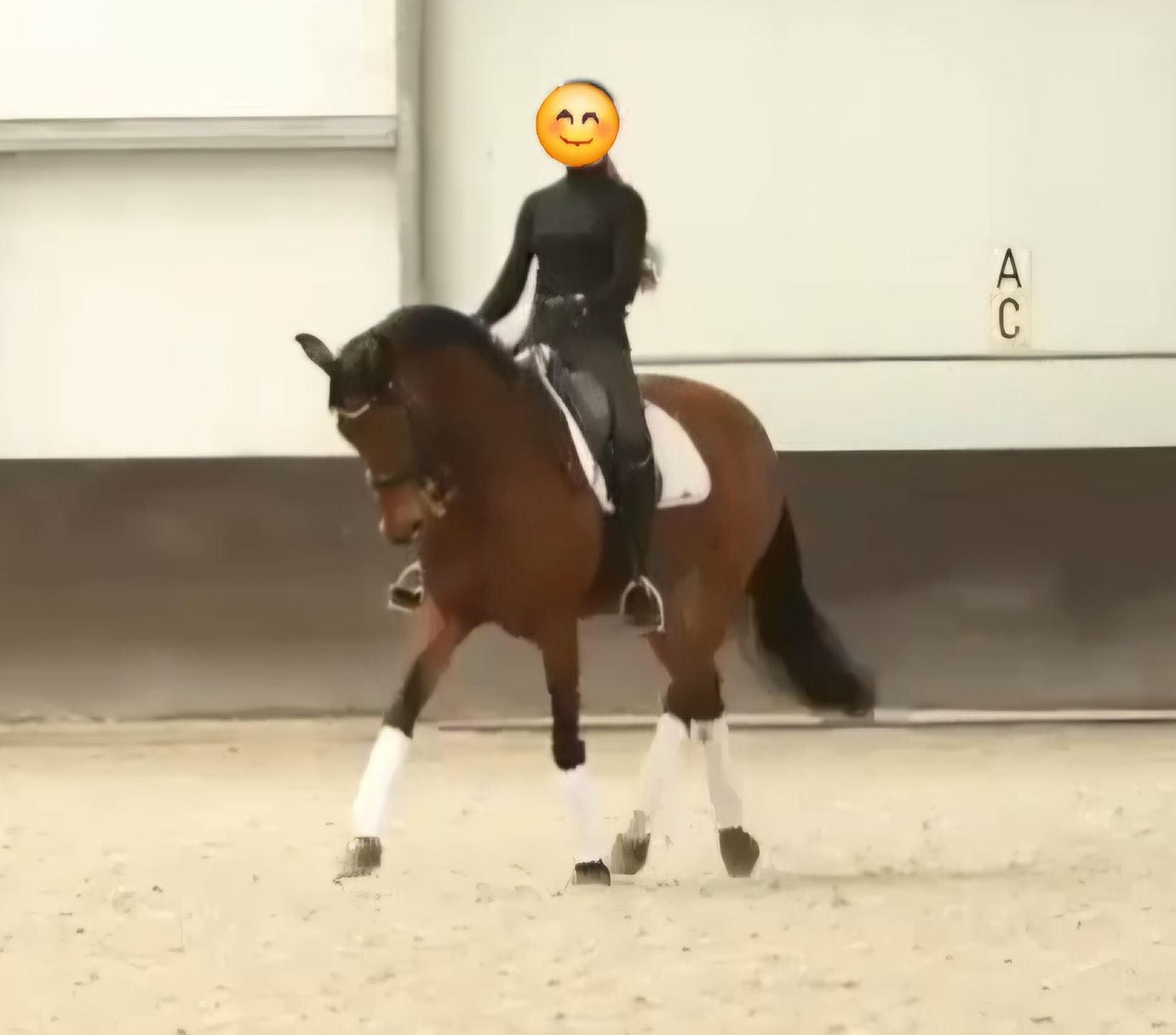 kwpn dressuurpaard merrie 17 سنوات bruin للبيع - صورة 3