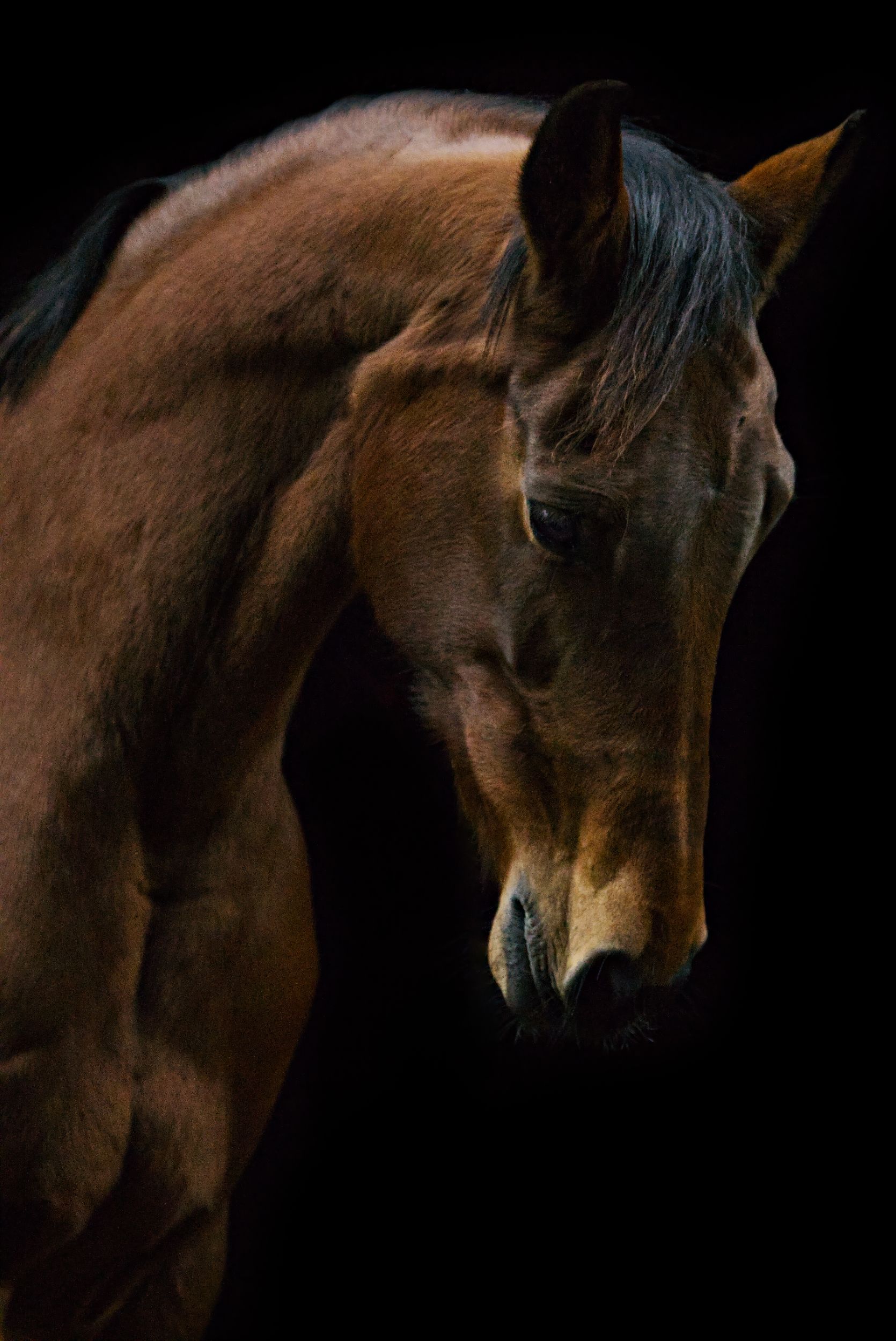 kwpn dressuurpaard merrie 17 سنوات bruin للبيع - صورة 2