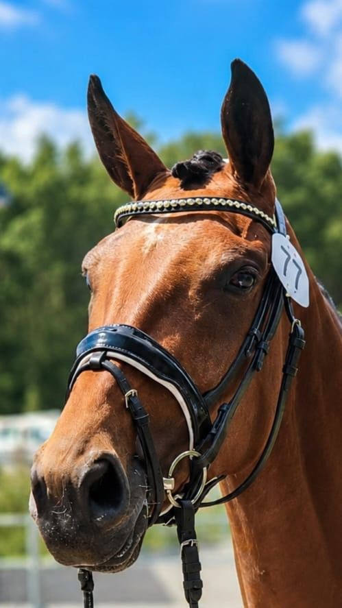 kwpn dressuurpaard merrie 4 years old bruin for sale - Main photo