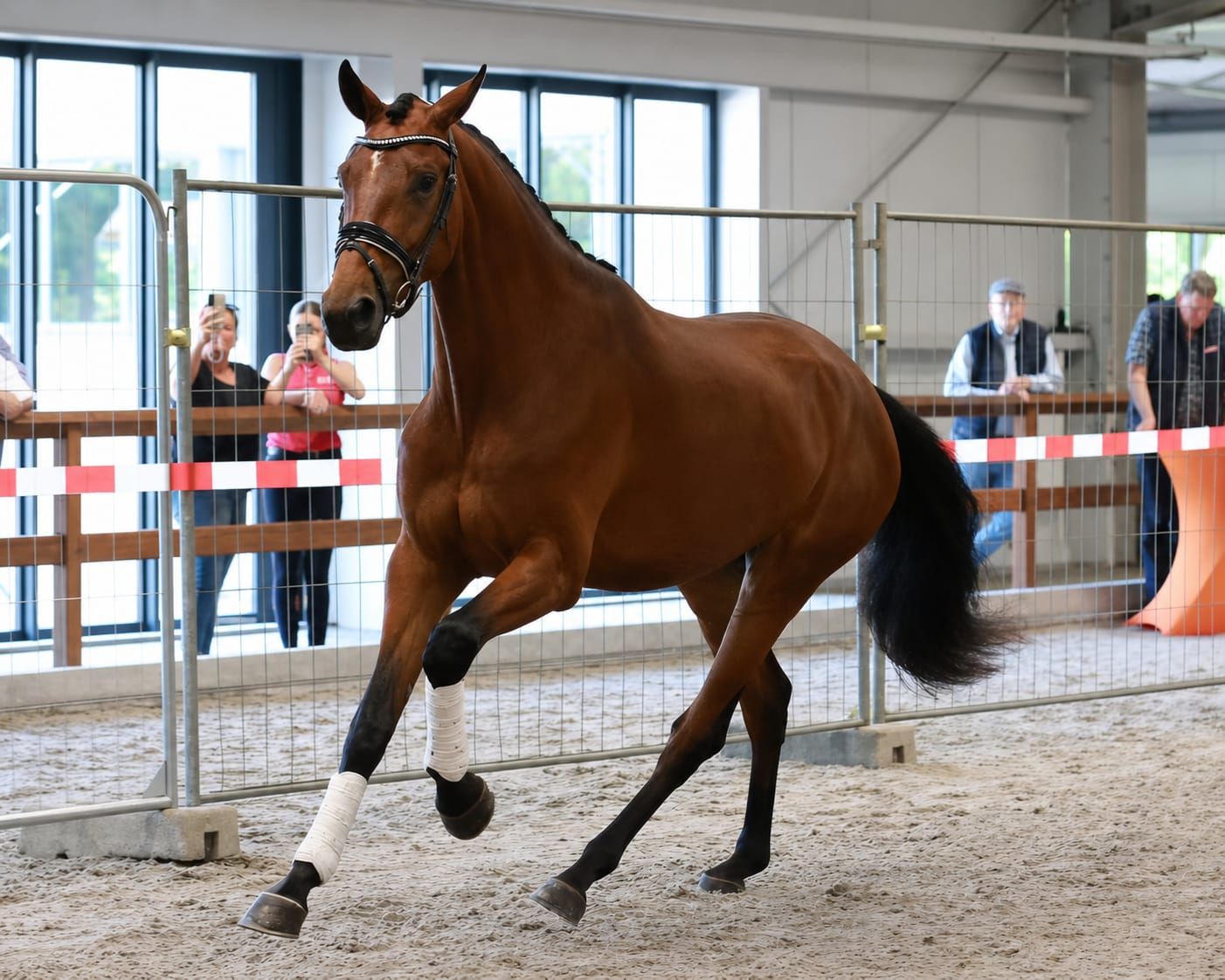 kwpn dressuurpaard merrie 4 years old bruin for sale - Photo 2