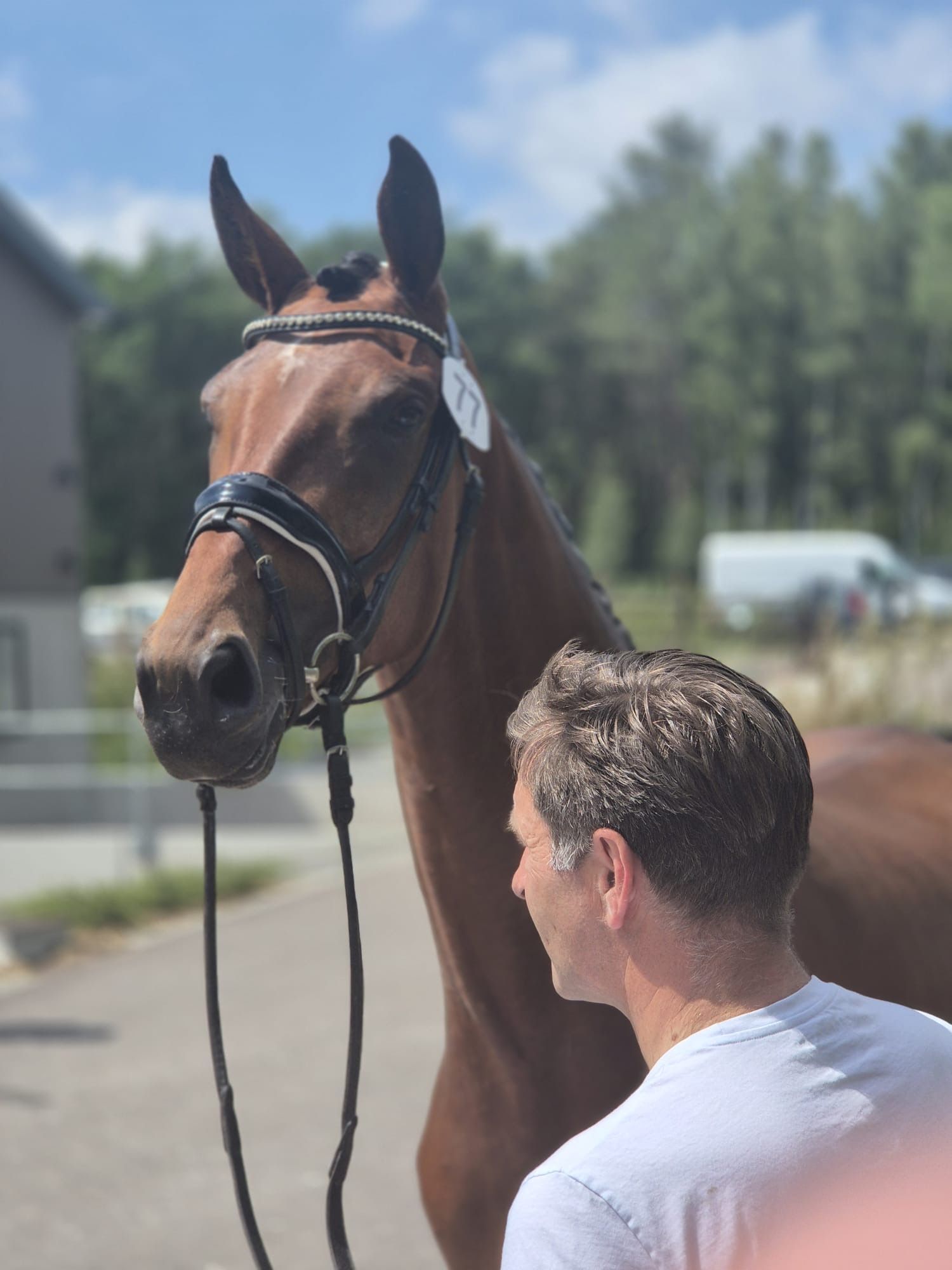 kwpn dressuurpaard merrie 4 years old bruin for sale - Photo 3