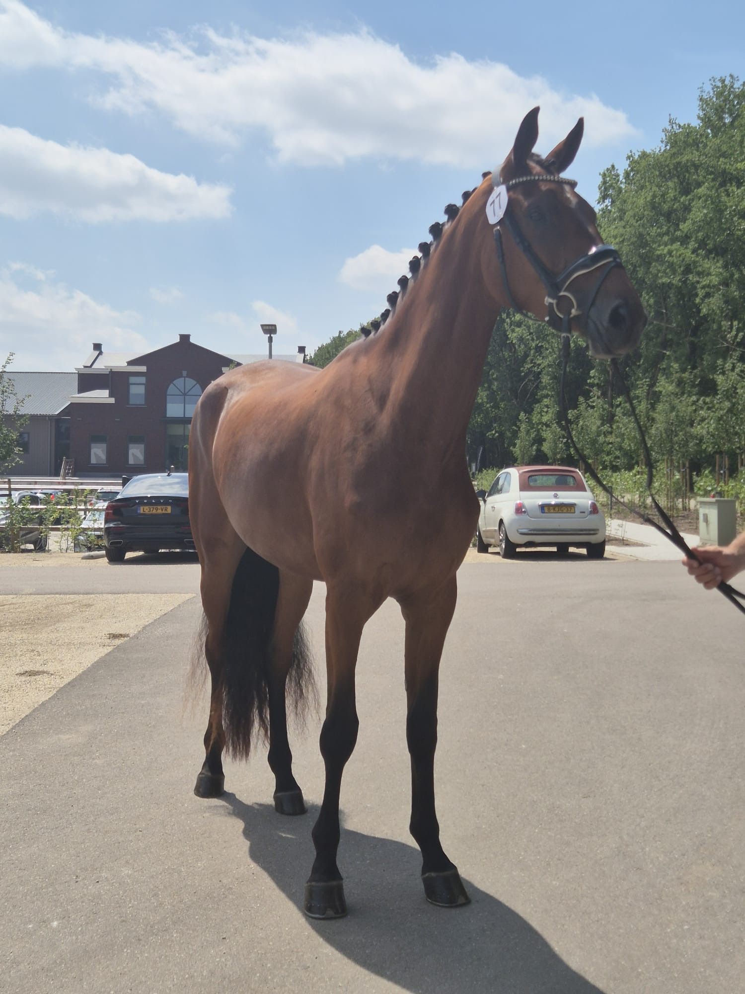 kwpn dressuurpaard merrie 4 years old bruin for sale - Photo 4