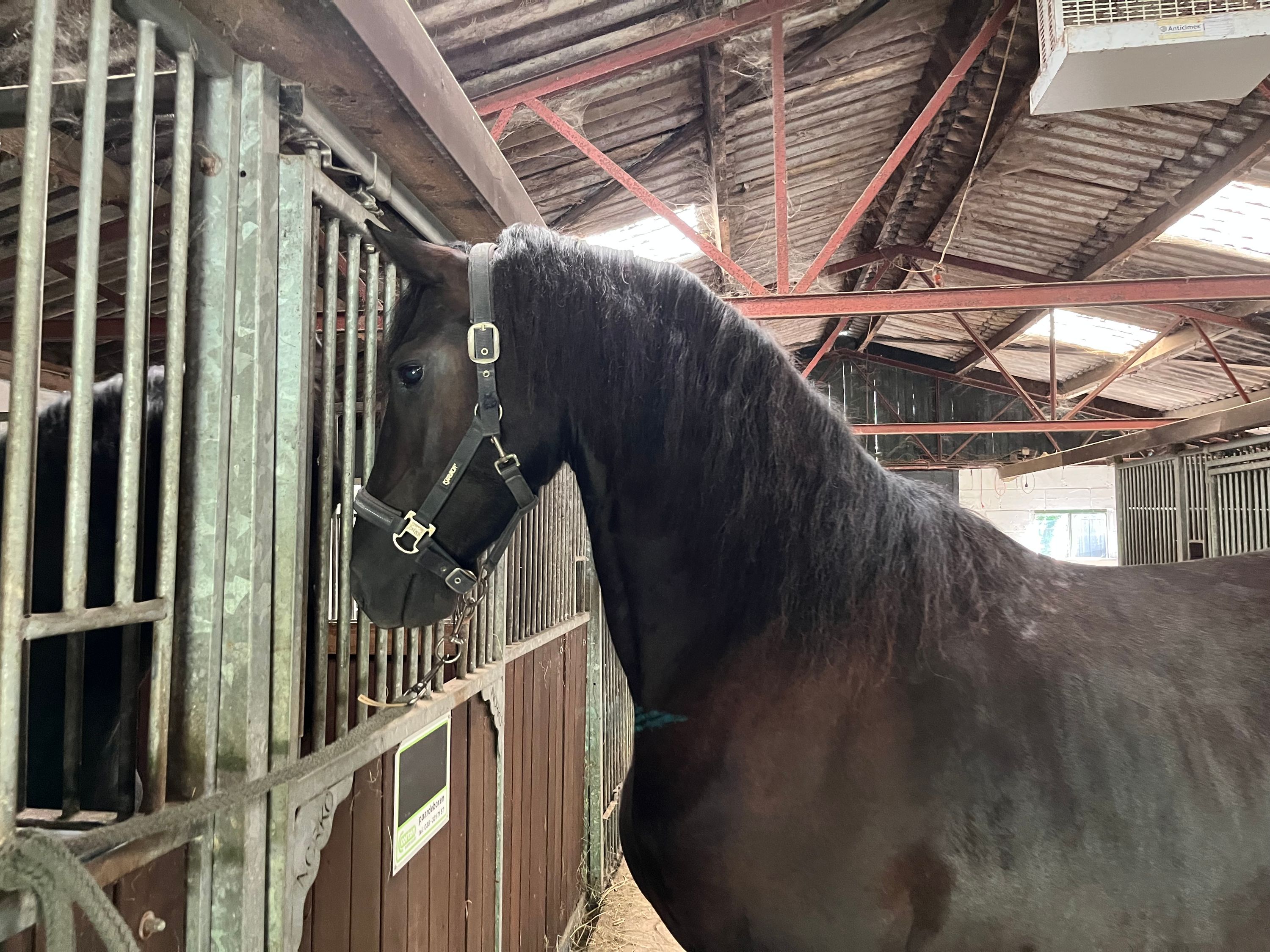 2.5-year-old Friesian stallion by Auwert 514